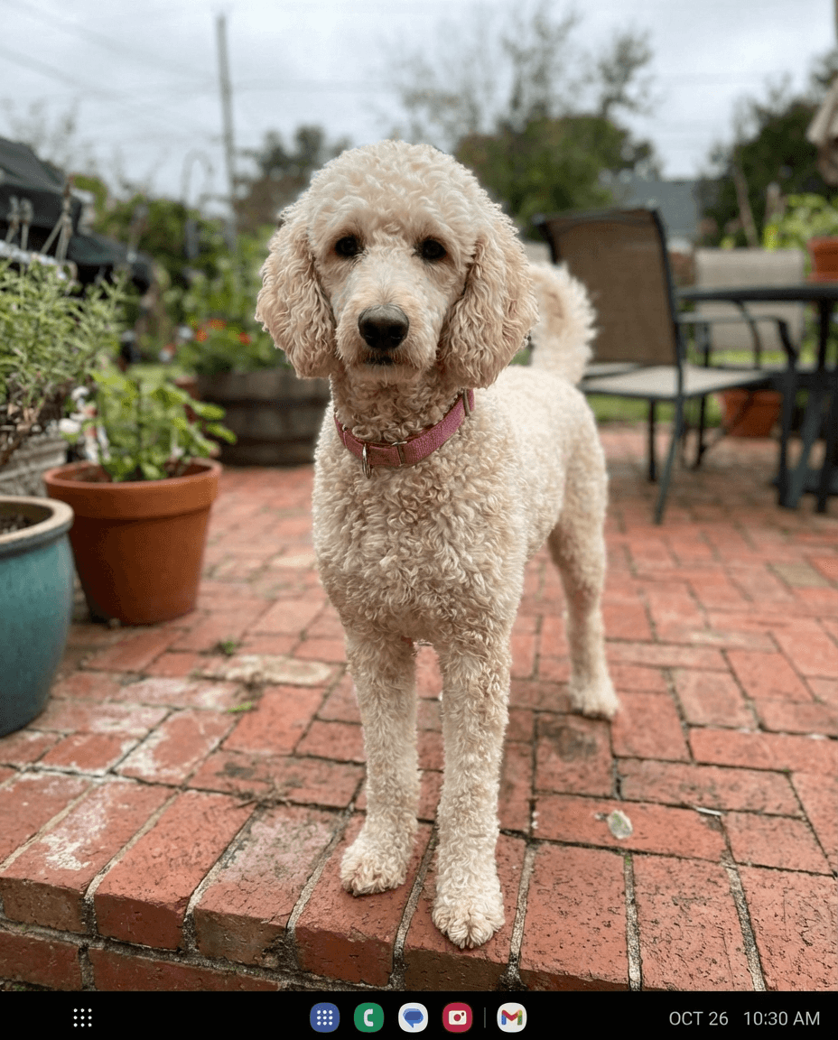 Daisy
