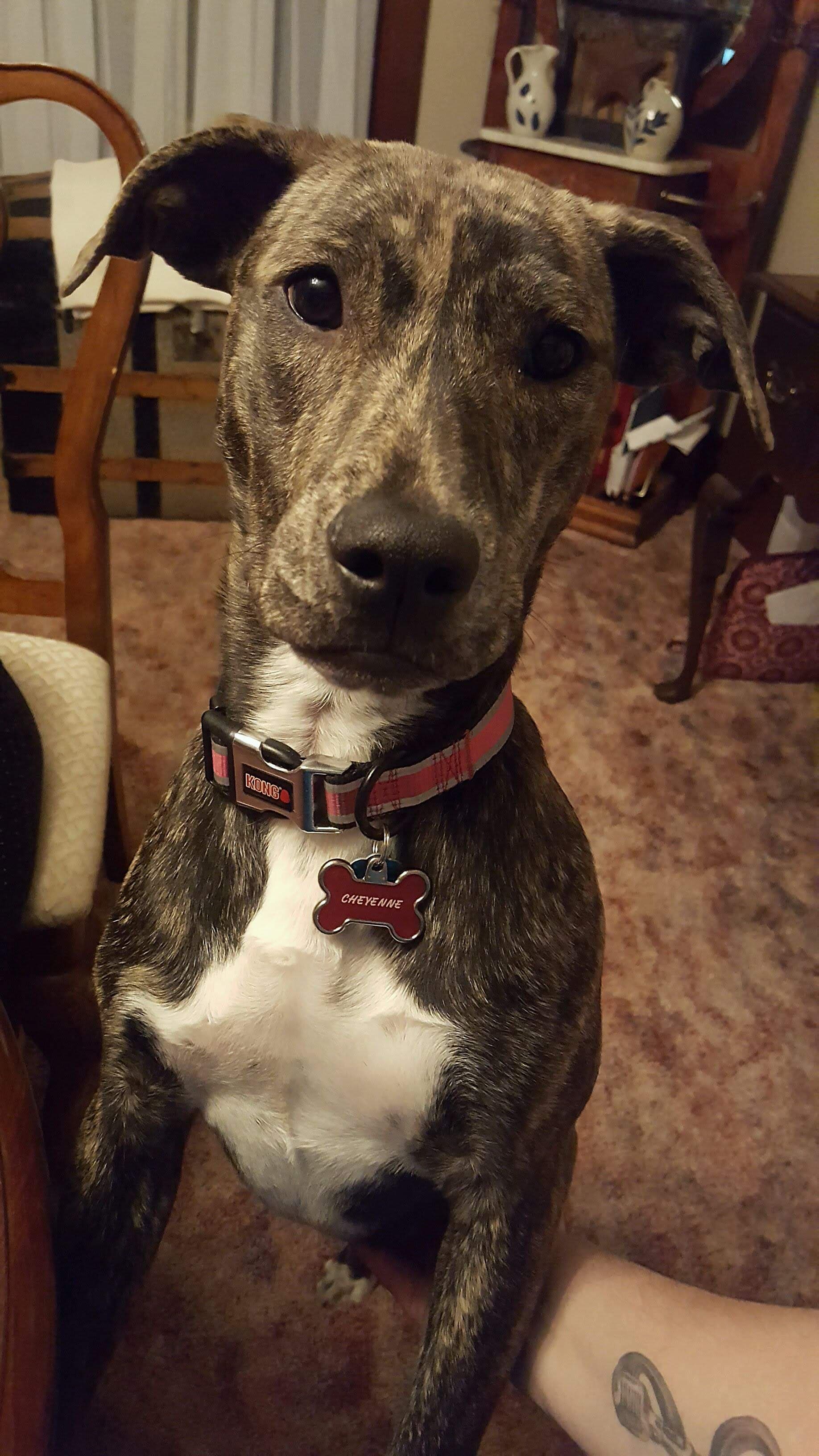 Cheyenne