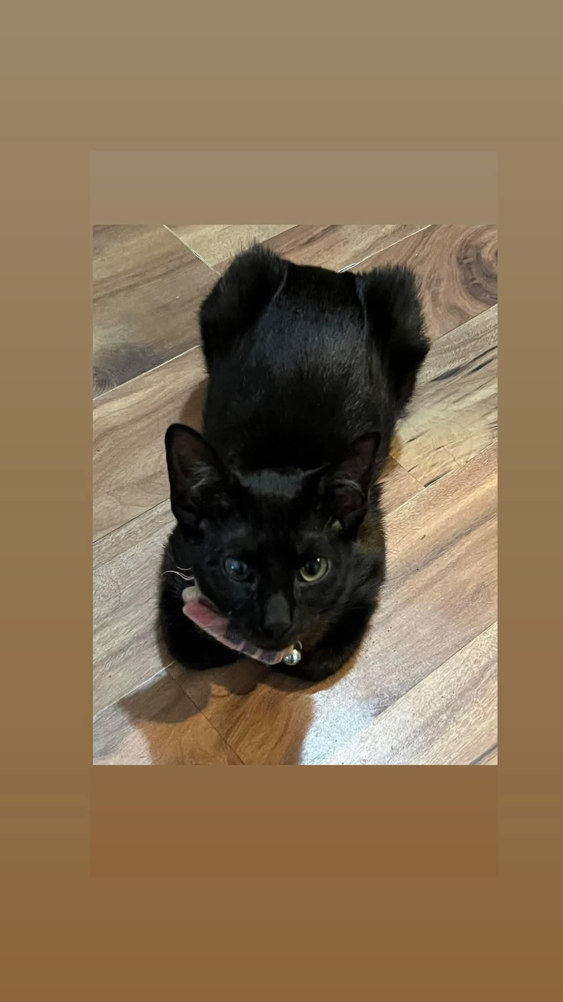 Binx Leann