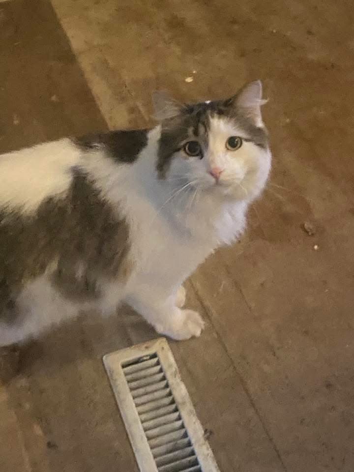 Watson