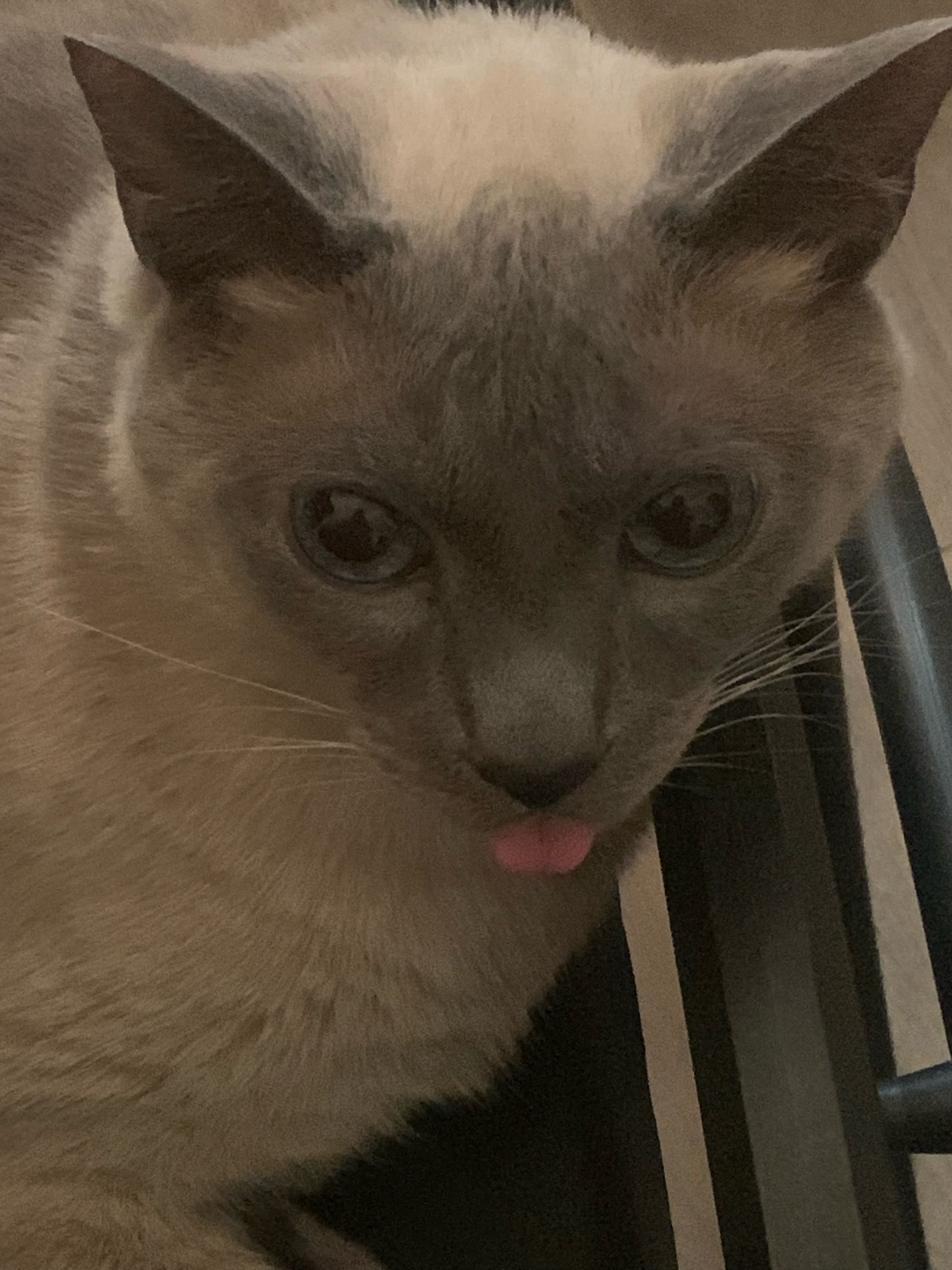 Bosco