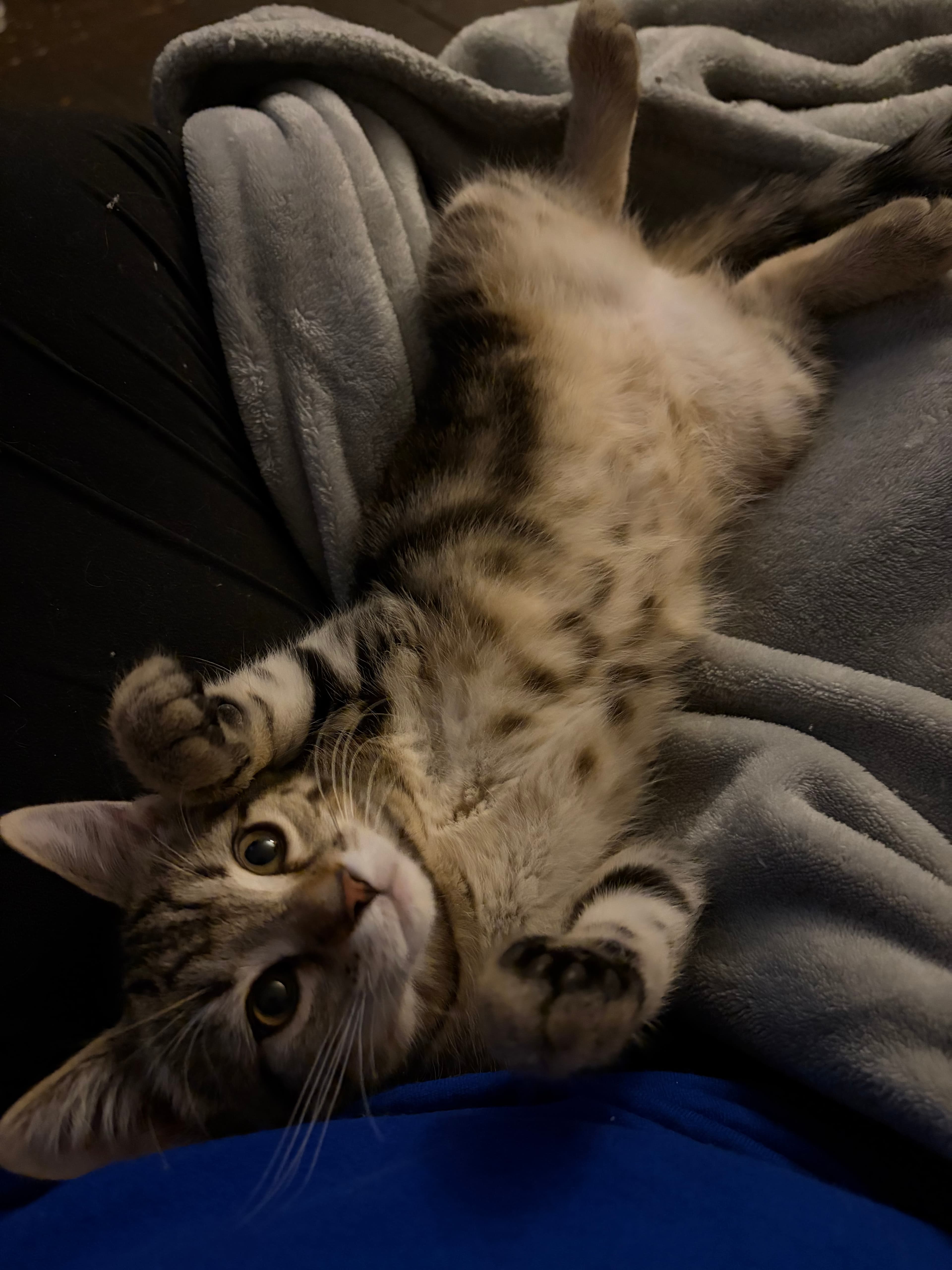 Stella
