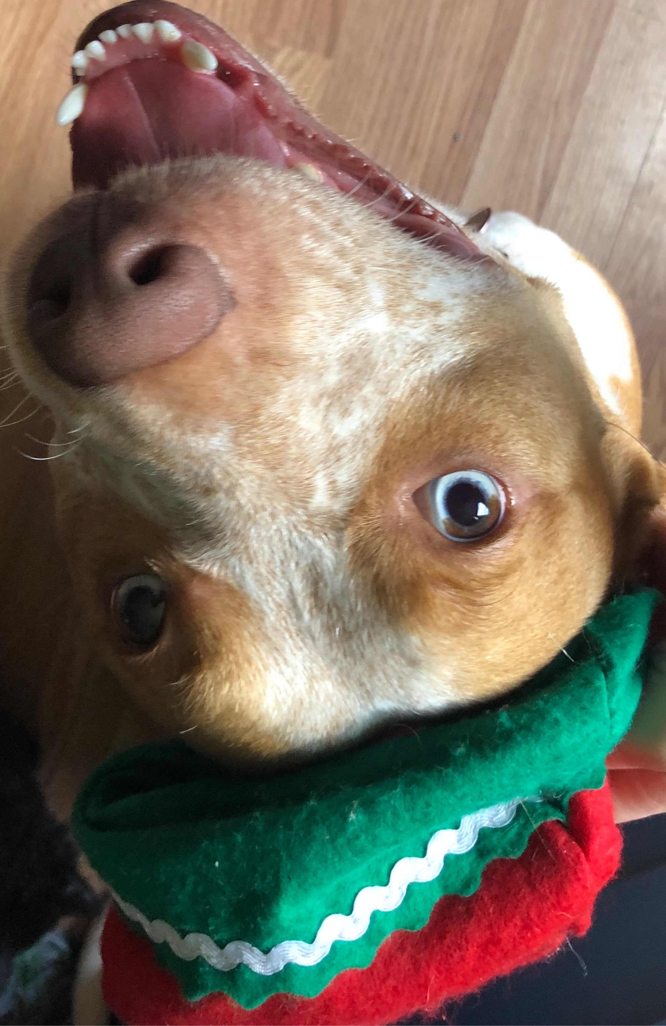Chico