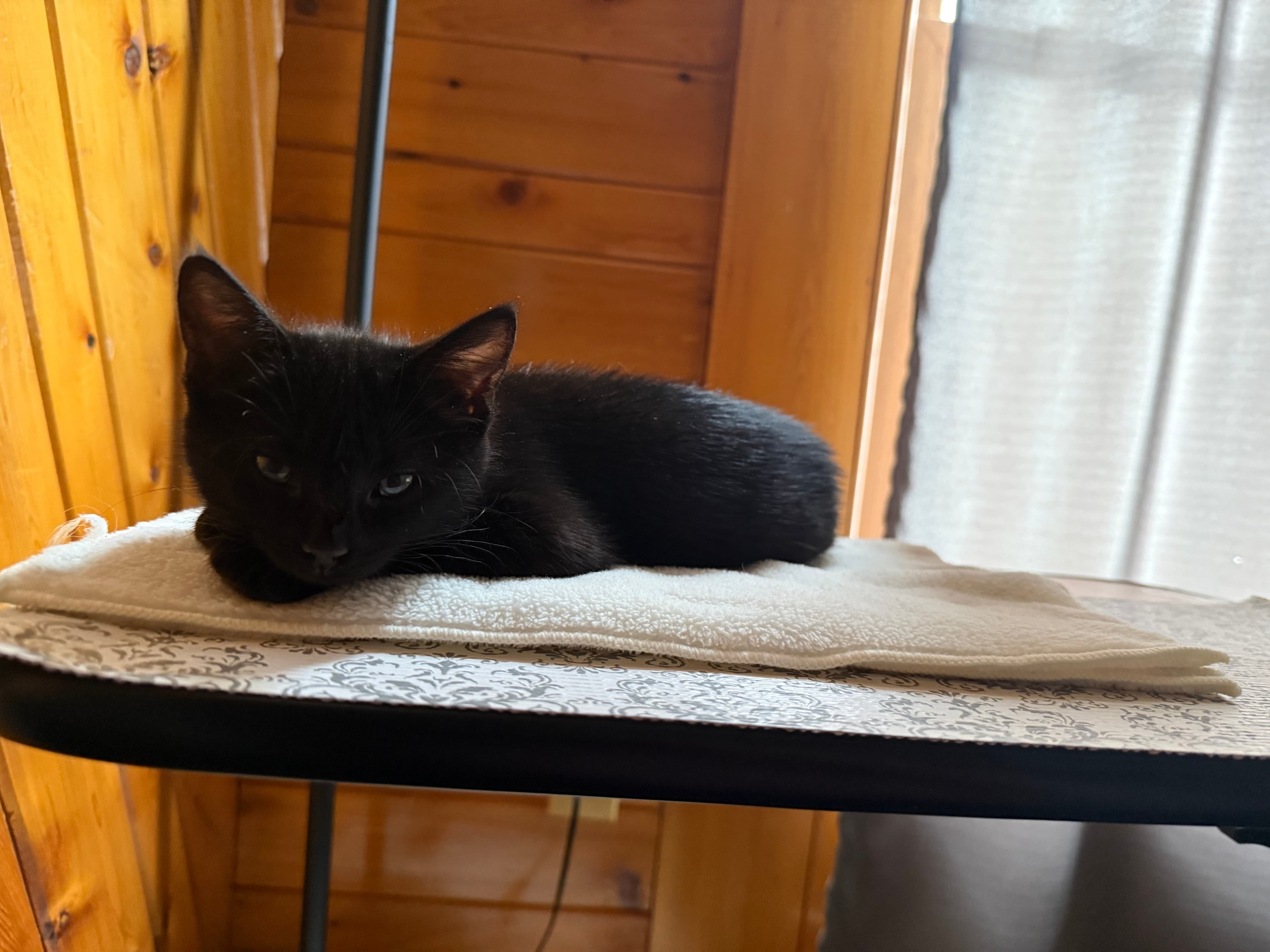 Rosie