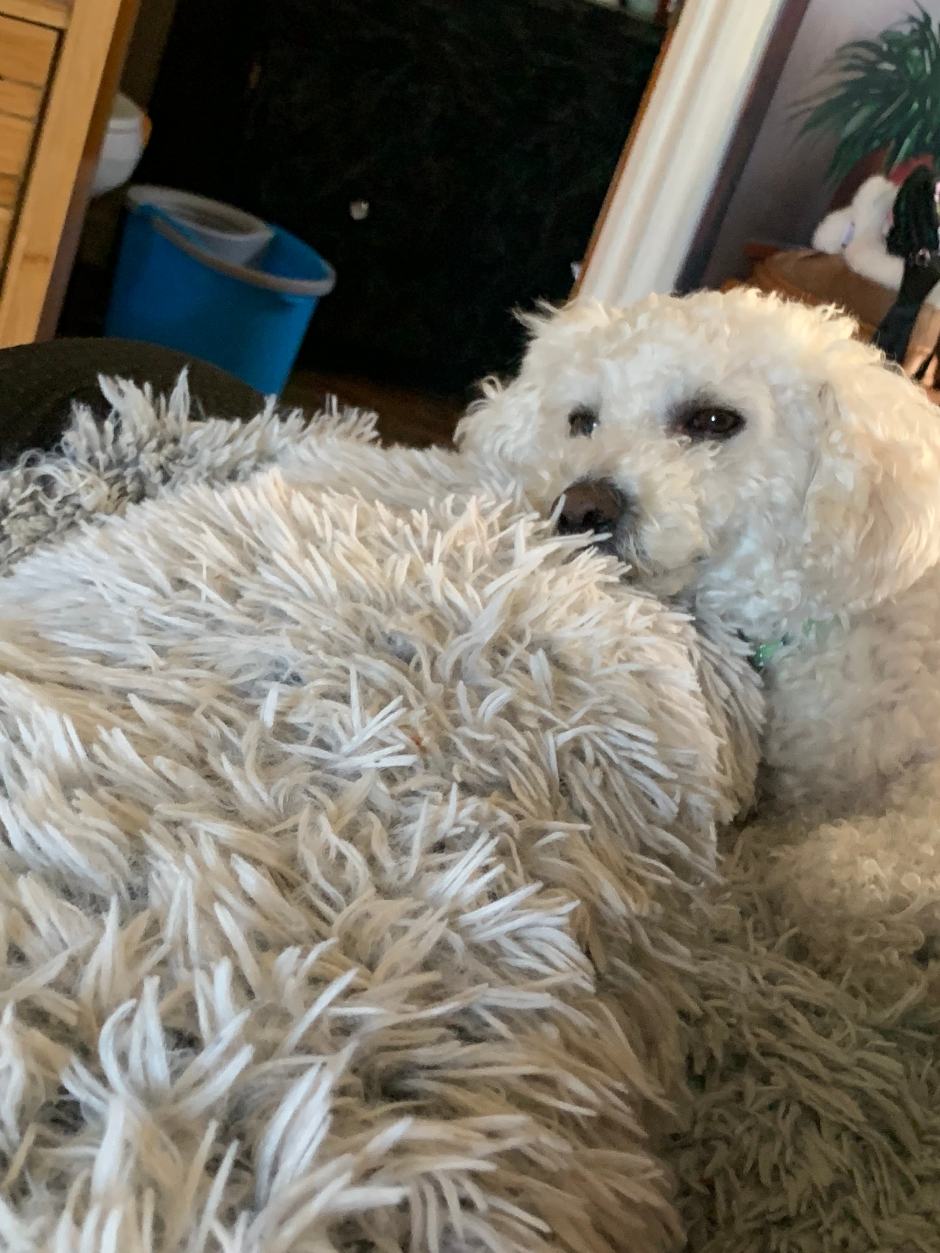 Buddy chief