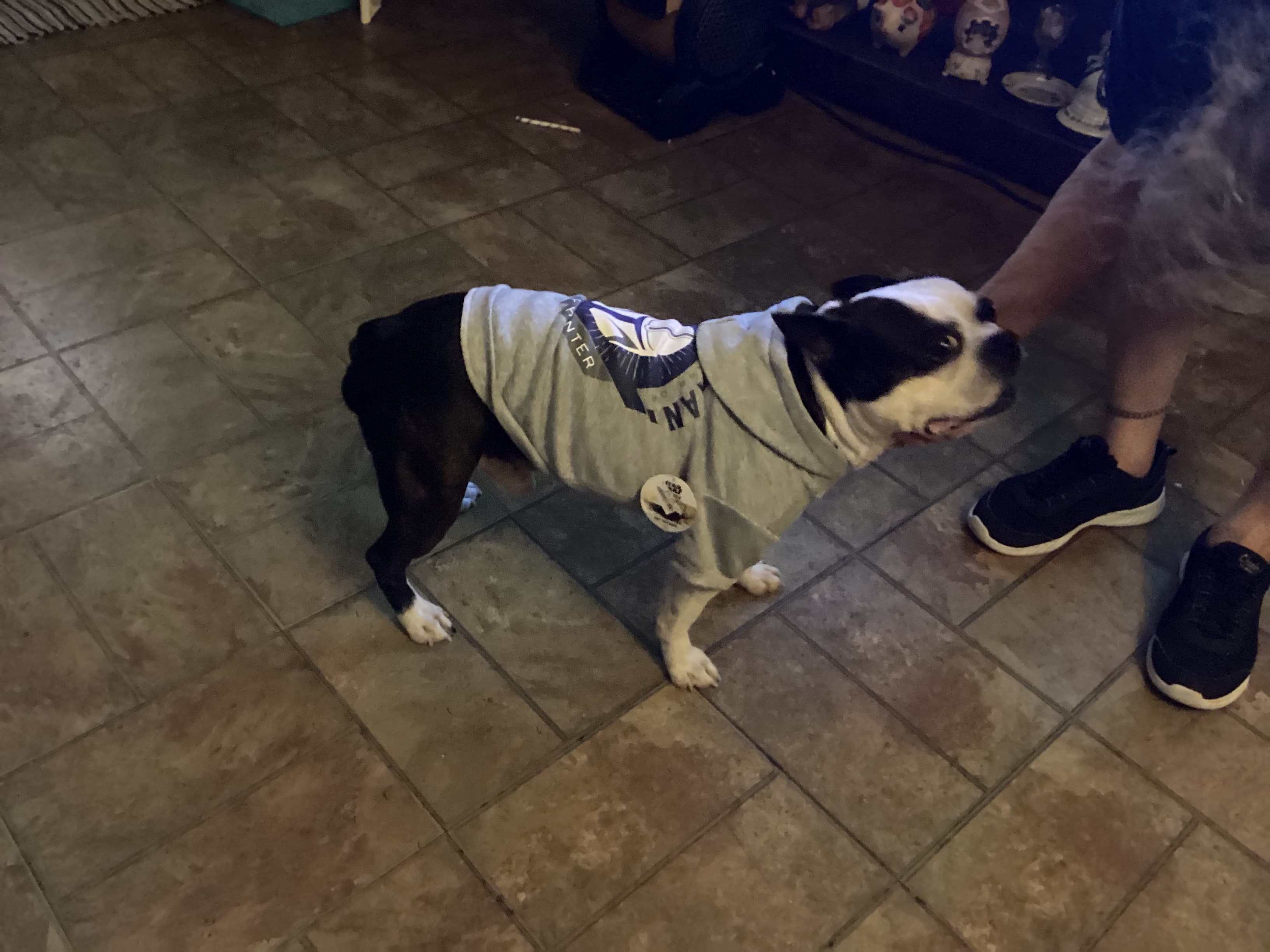Brutus