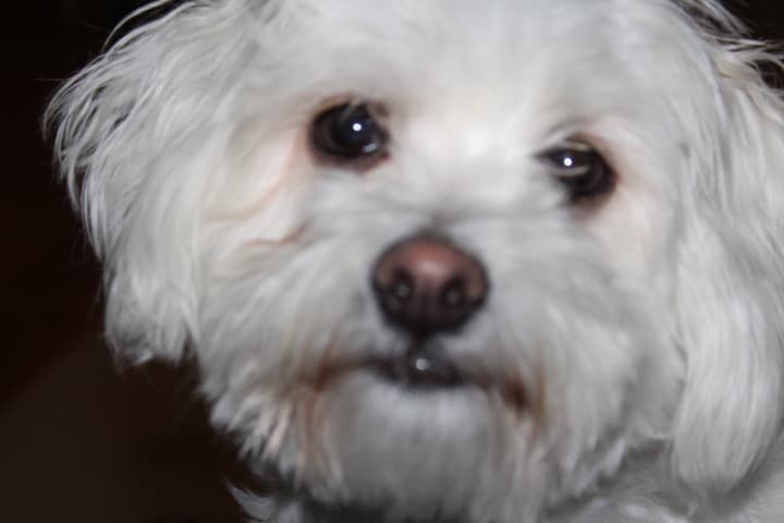 MAGGIE MAY