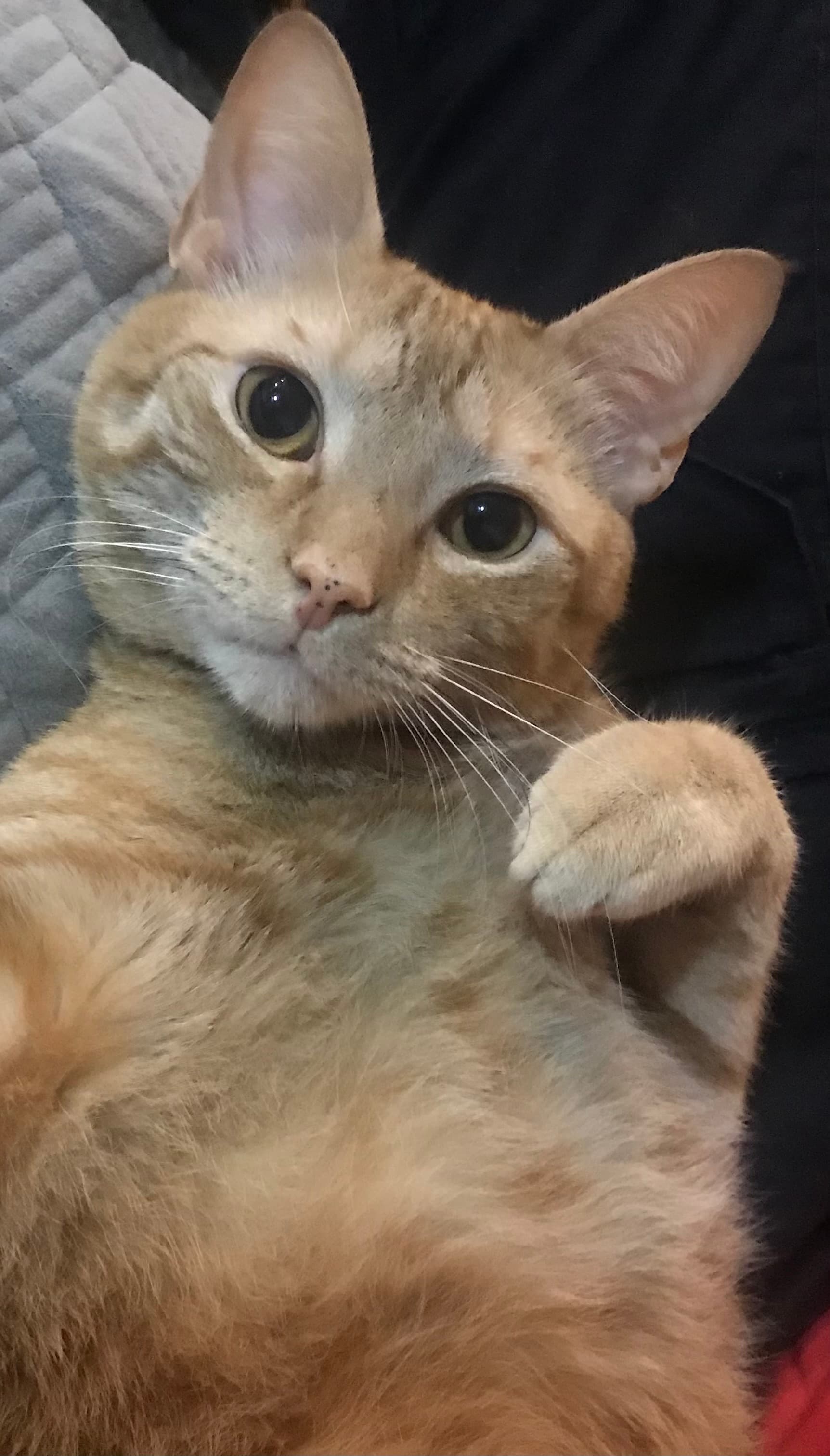 Garfield Flash