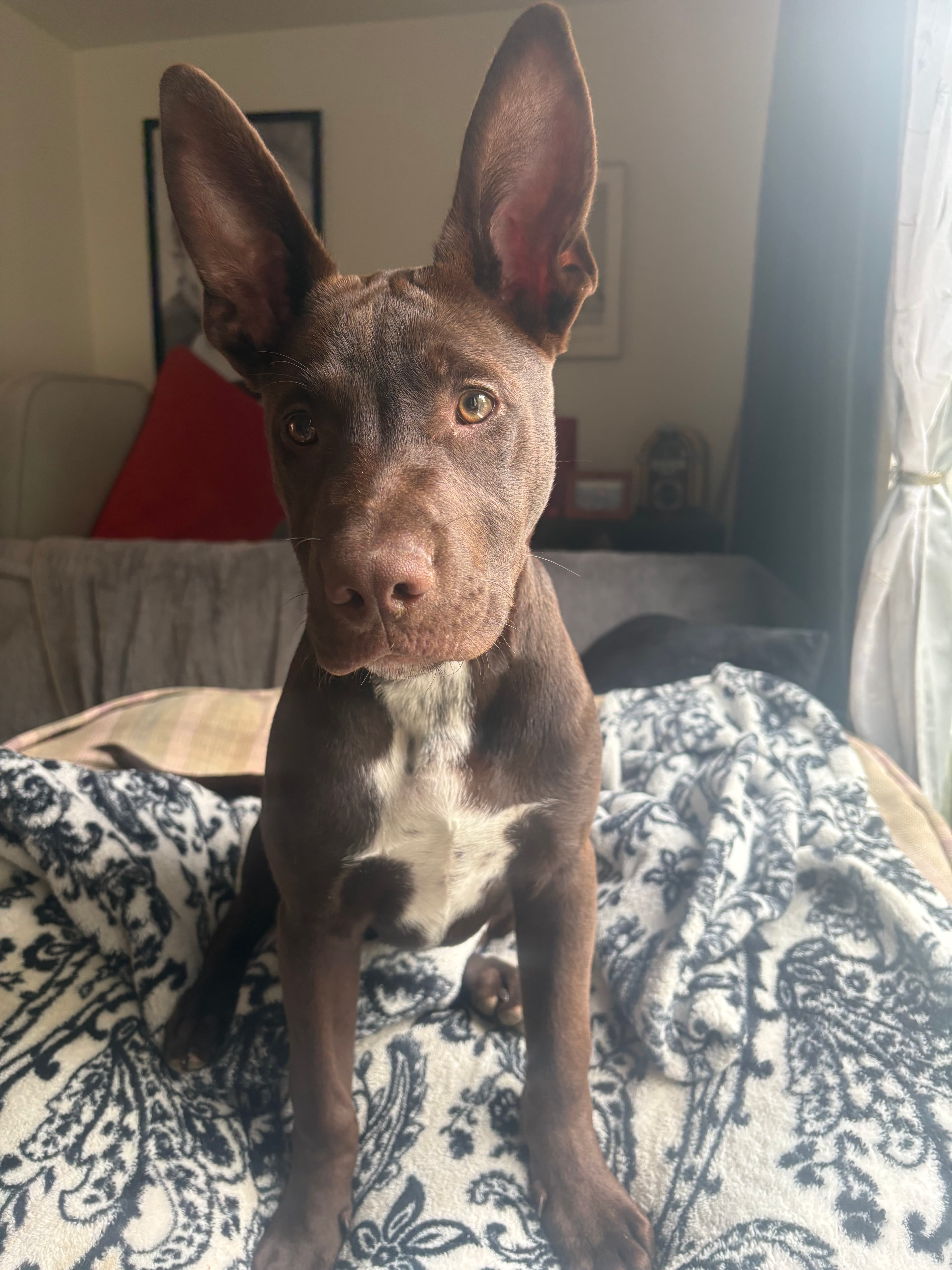 Koda