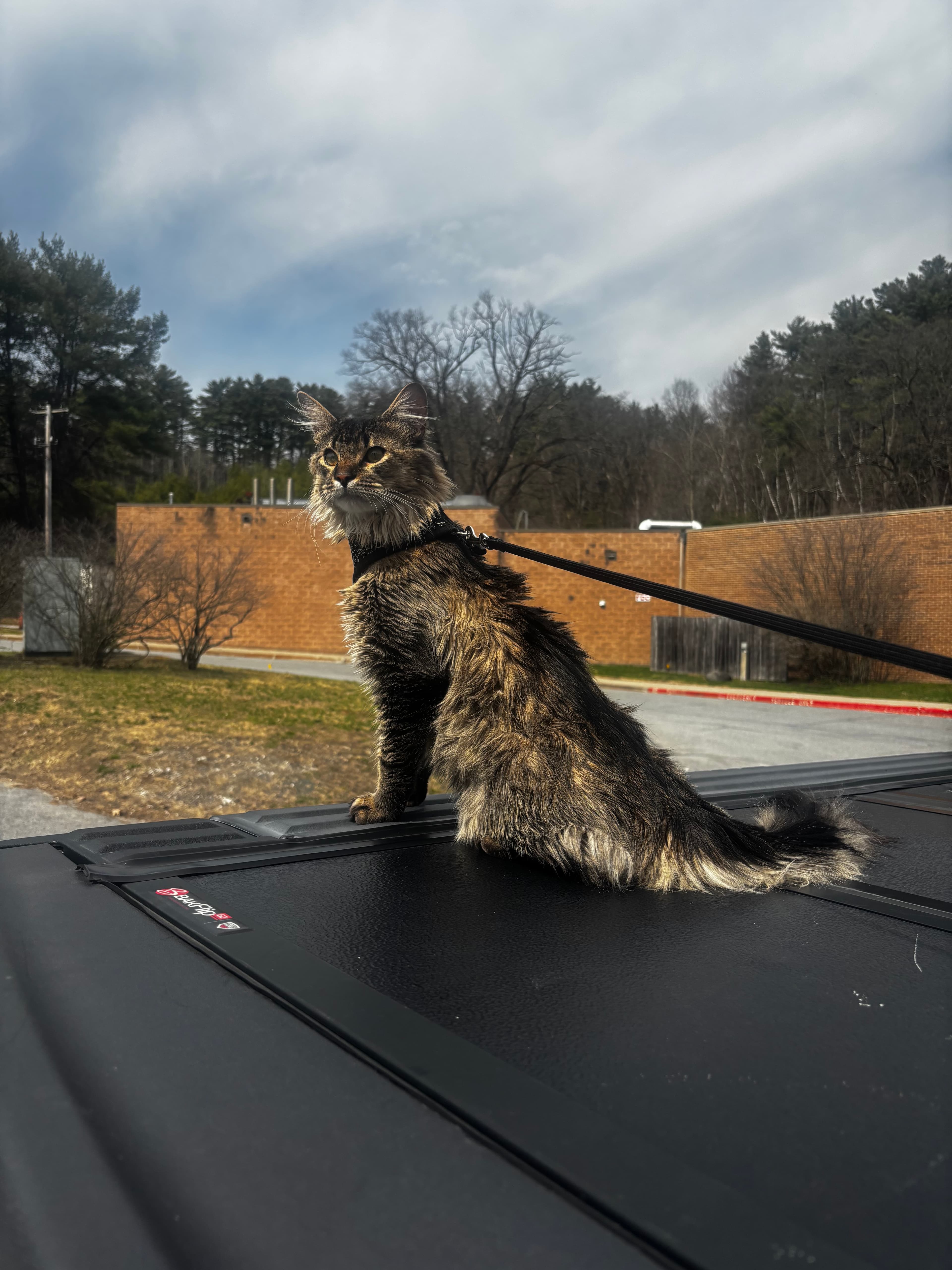 Kovu