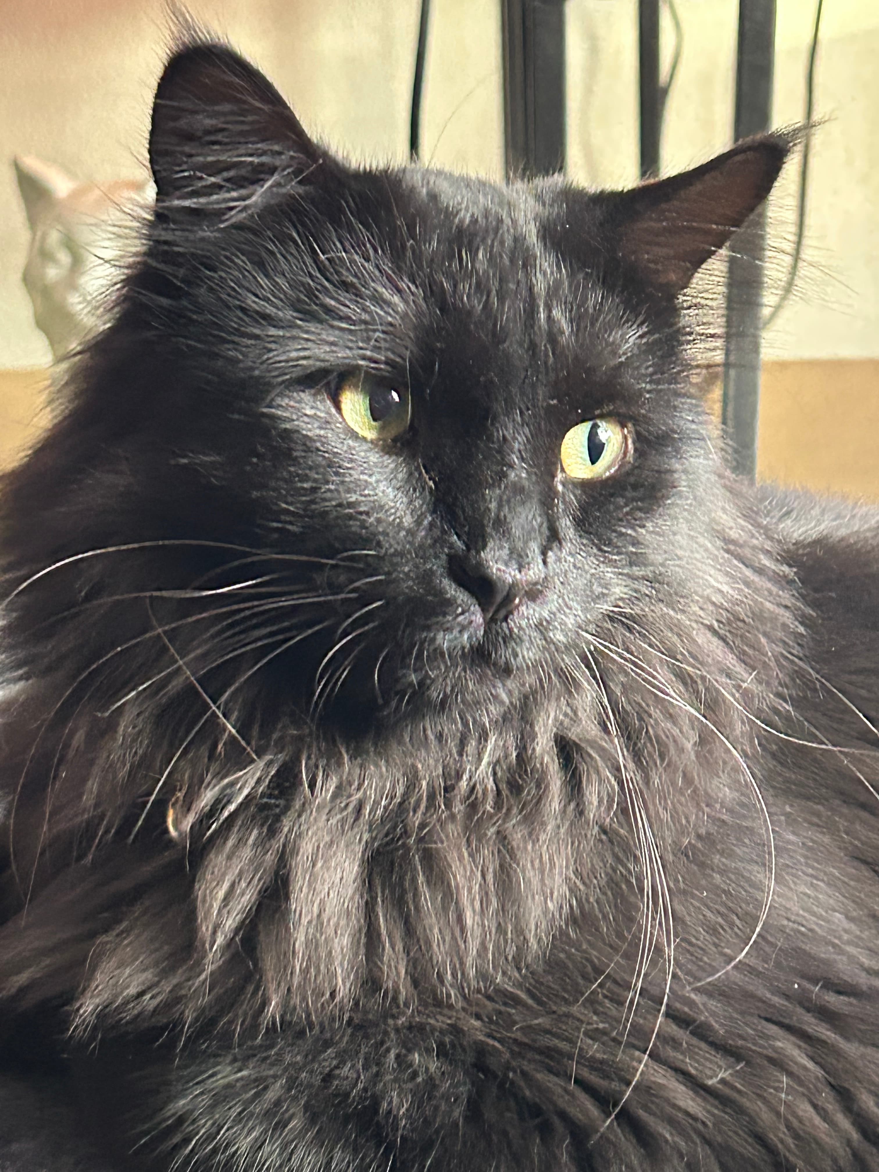 Brutus