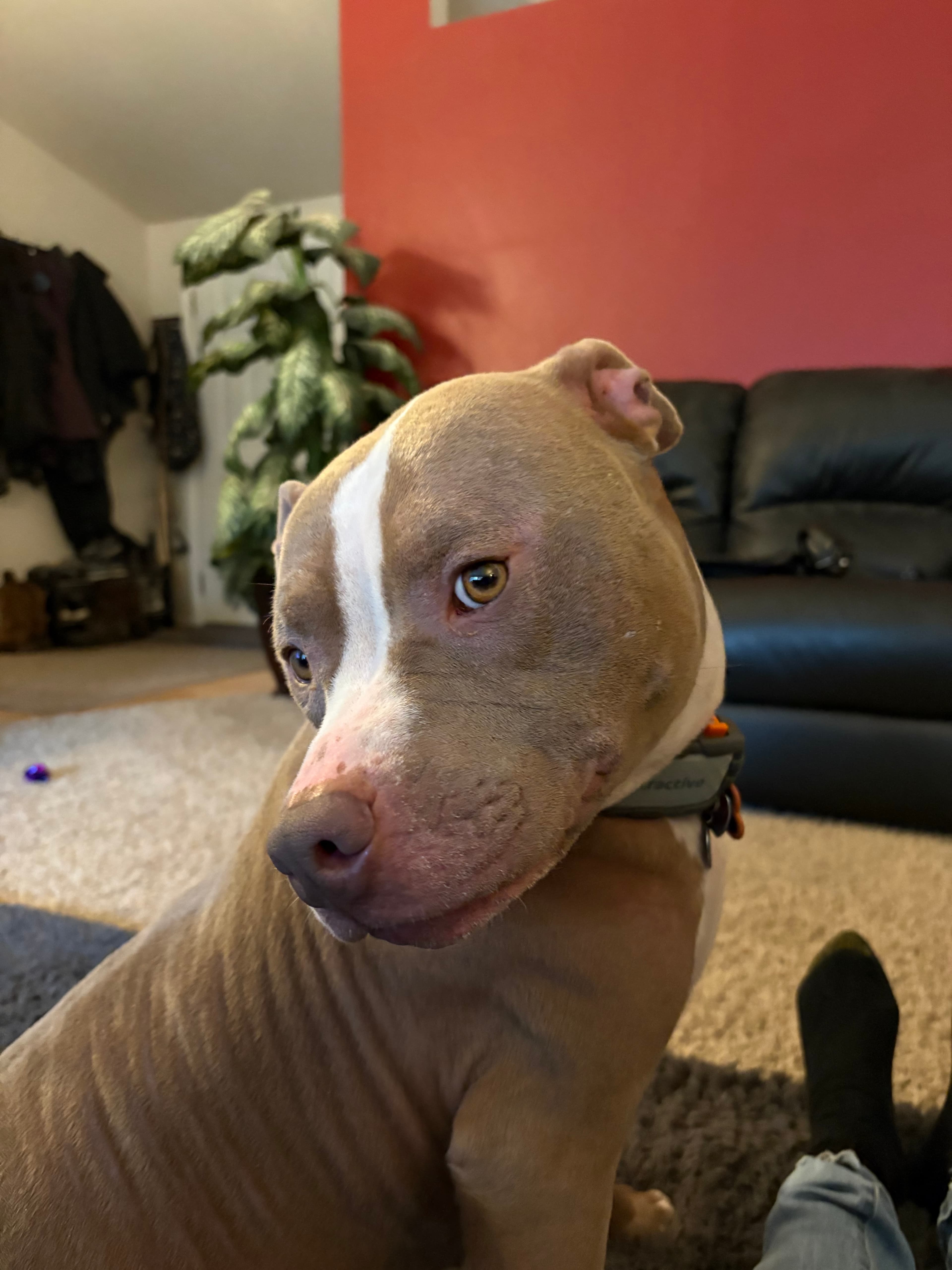 Enzo B.