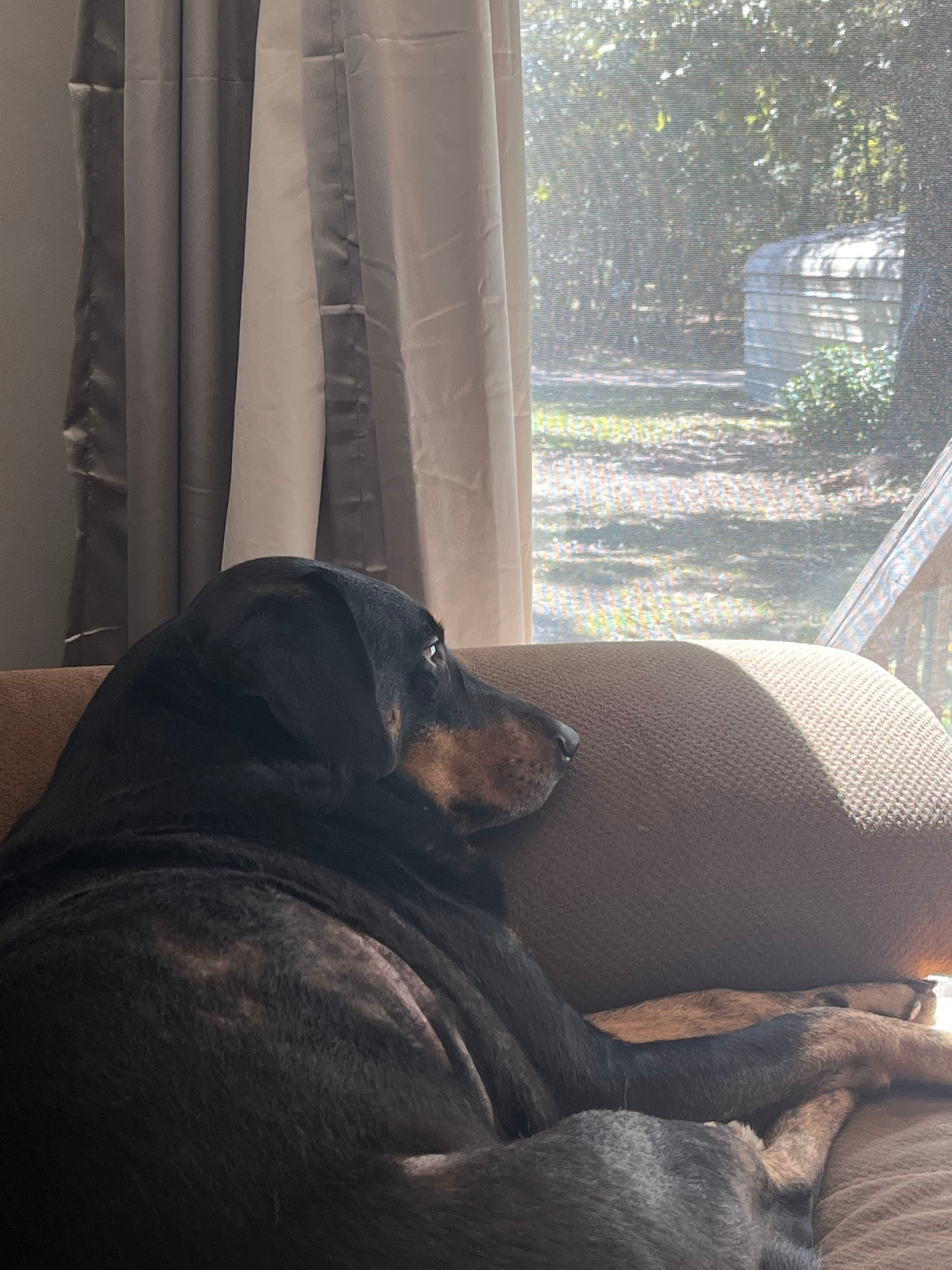 Biscuit