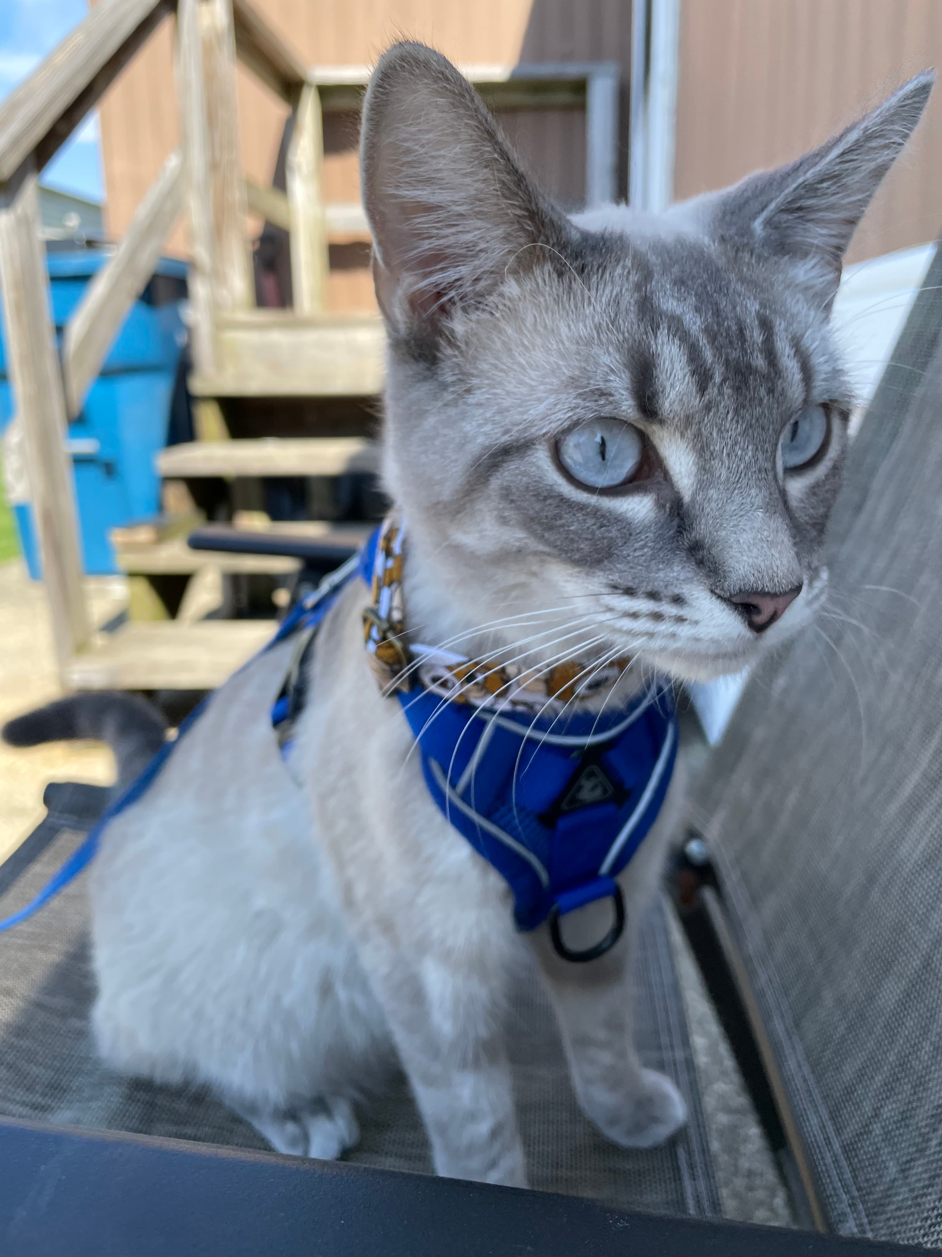Gizmo