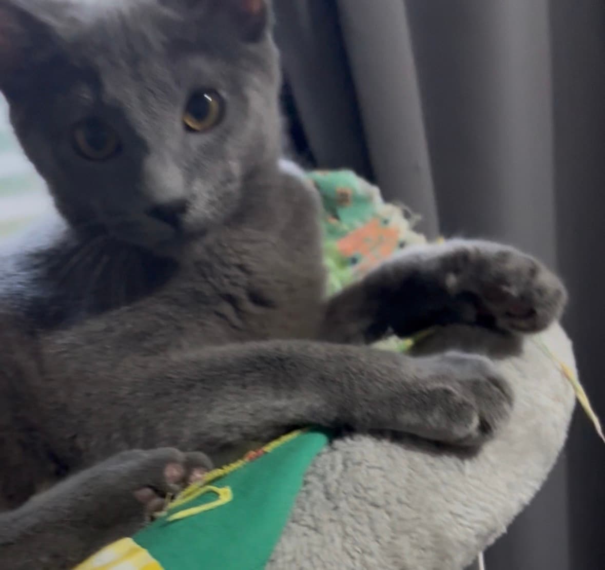 Bo