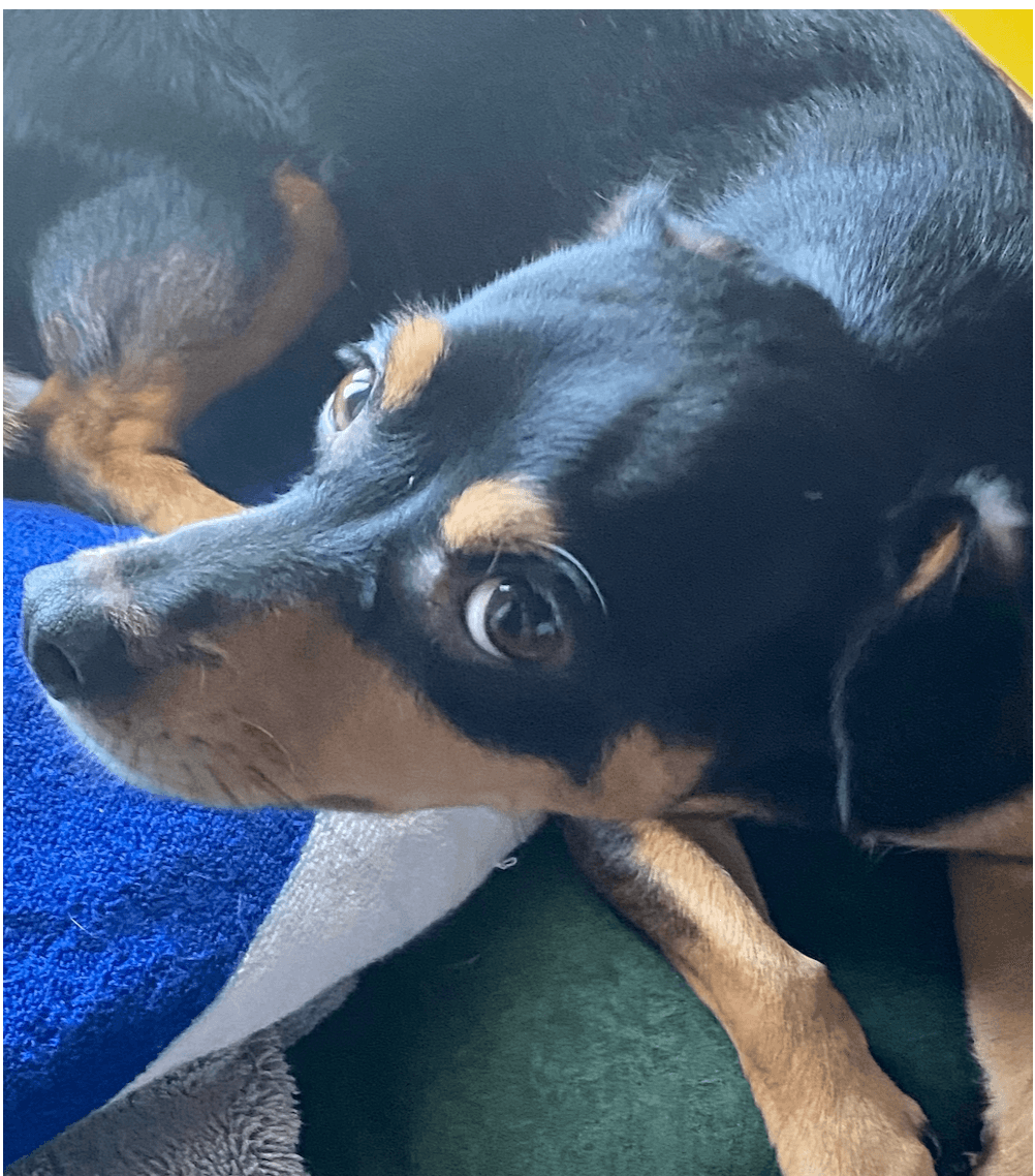 Bandit