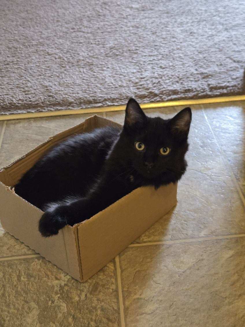 Cleo
