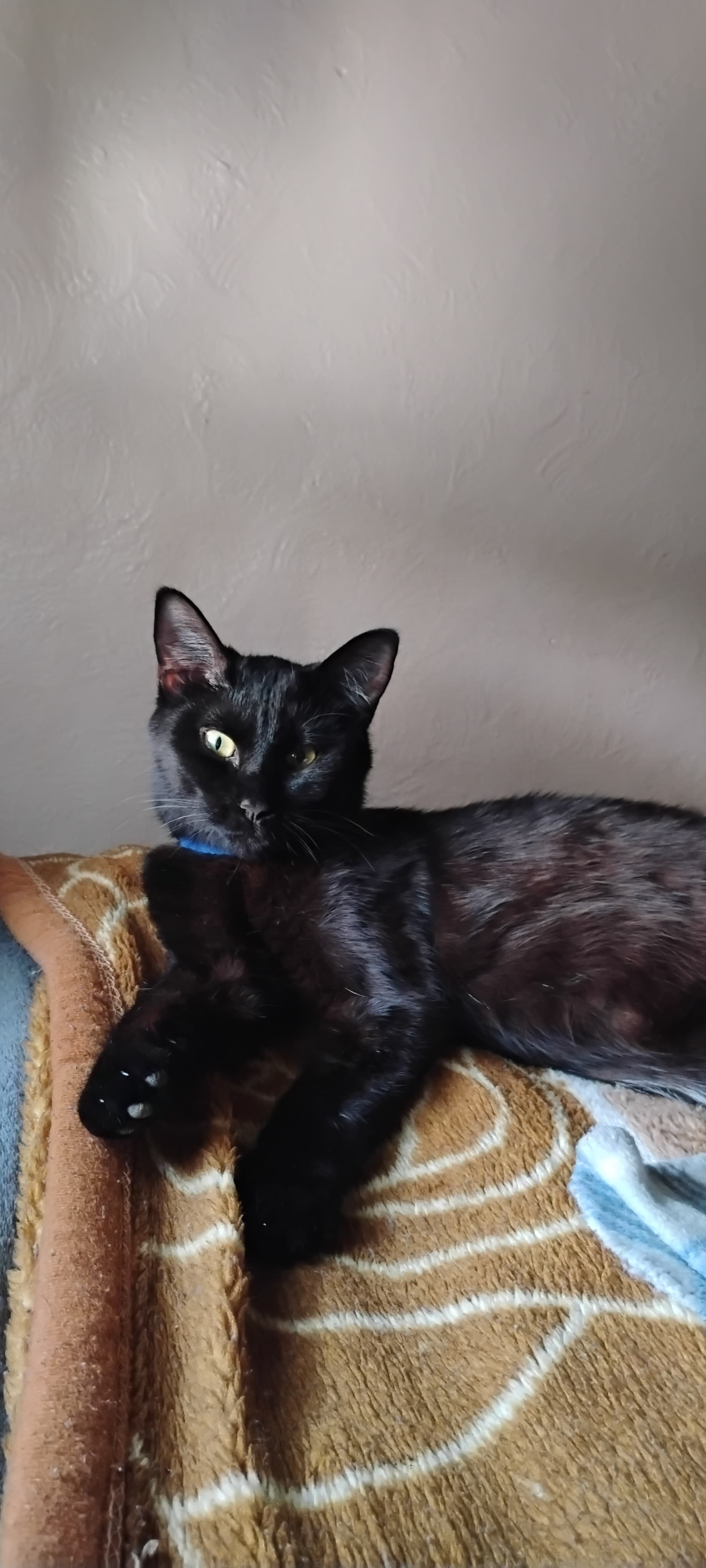 Blu