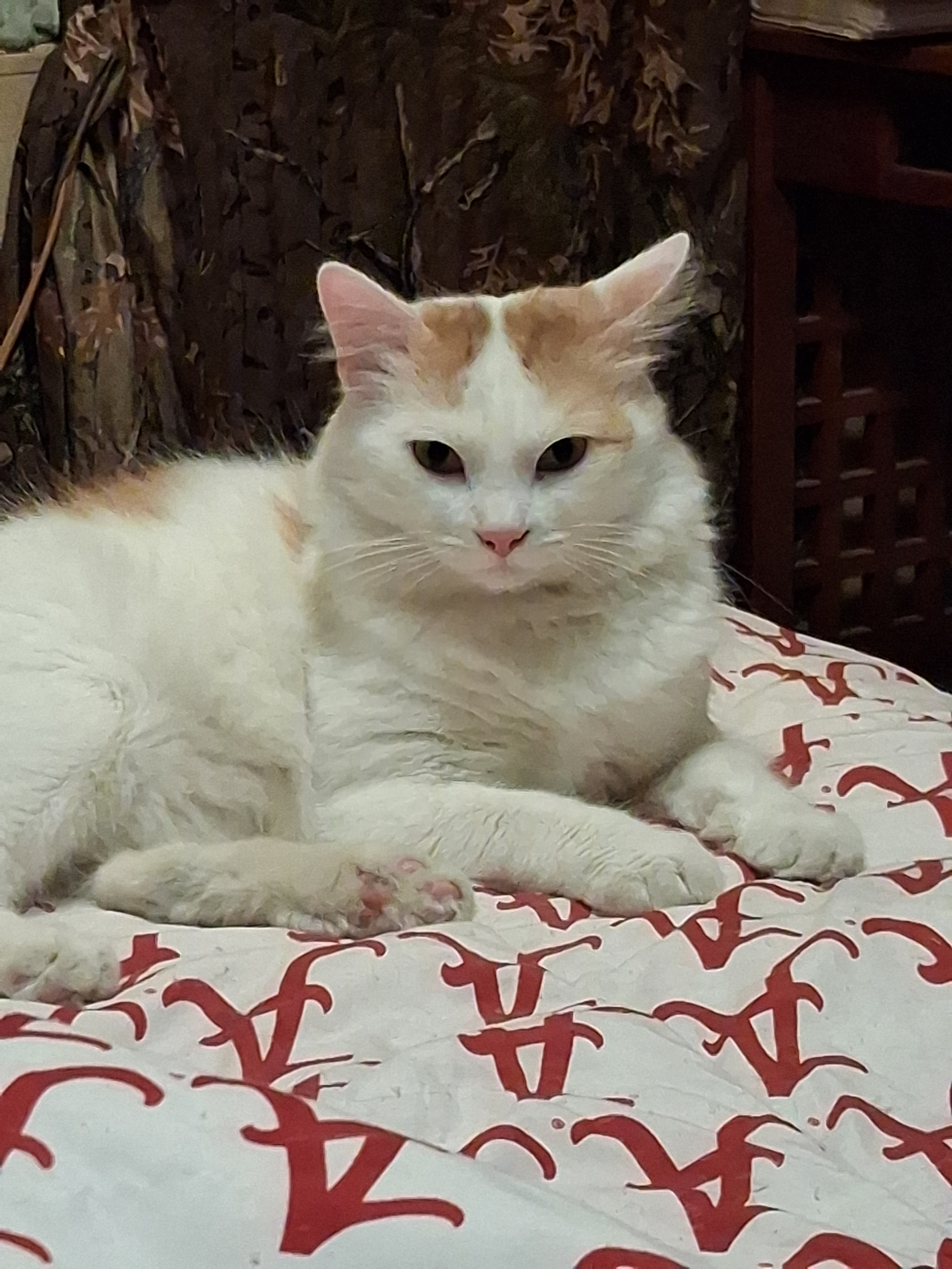 Patches