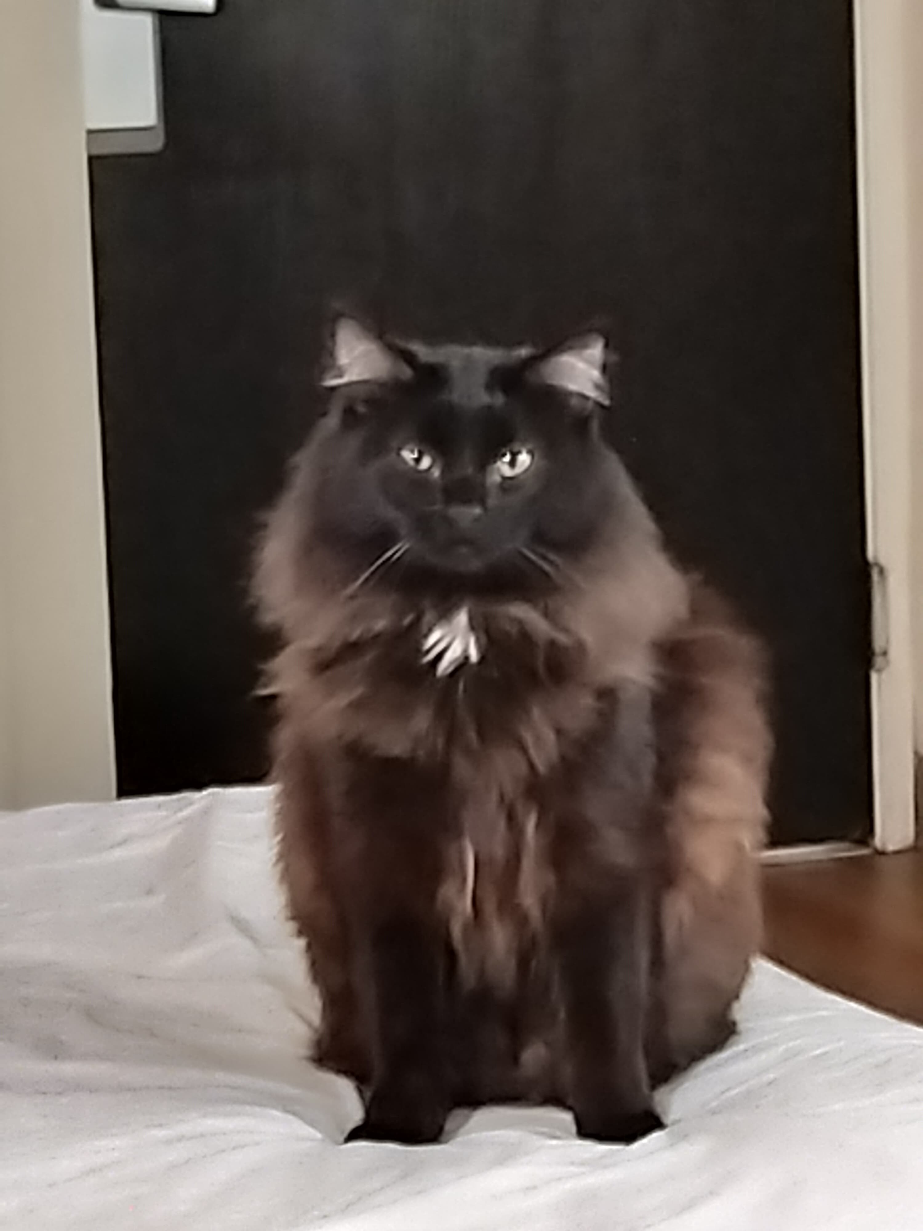 Zori