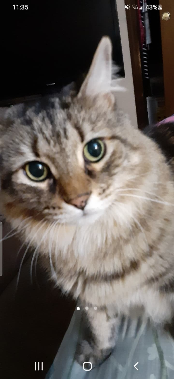 RINGO
