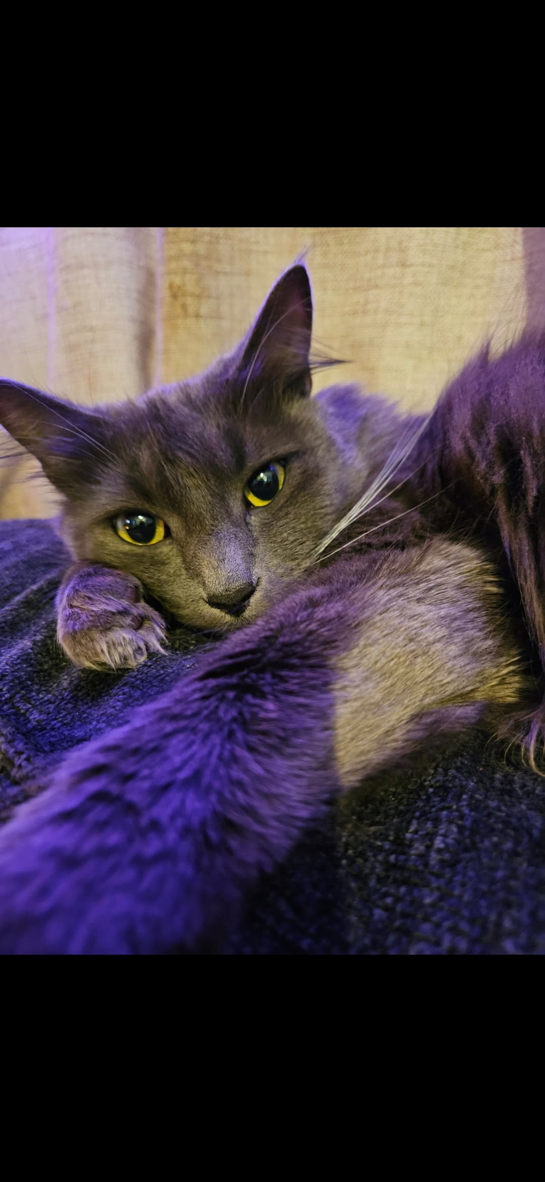 Violet.