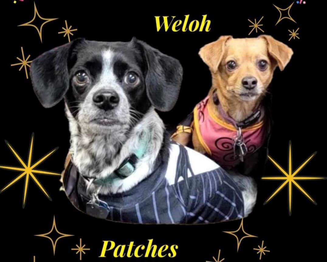 Weloh and Patches