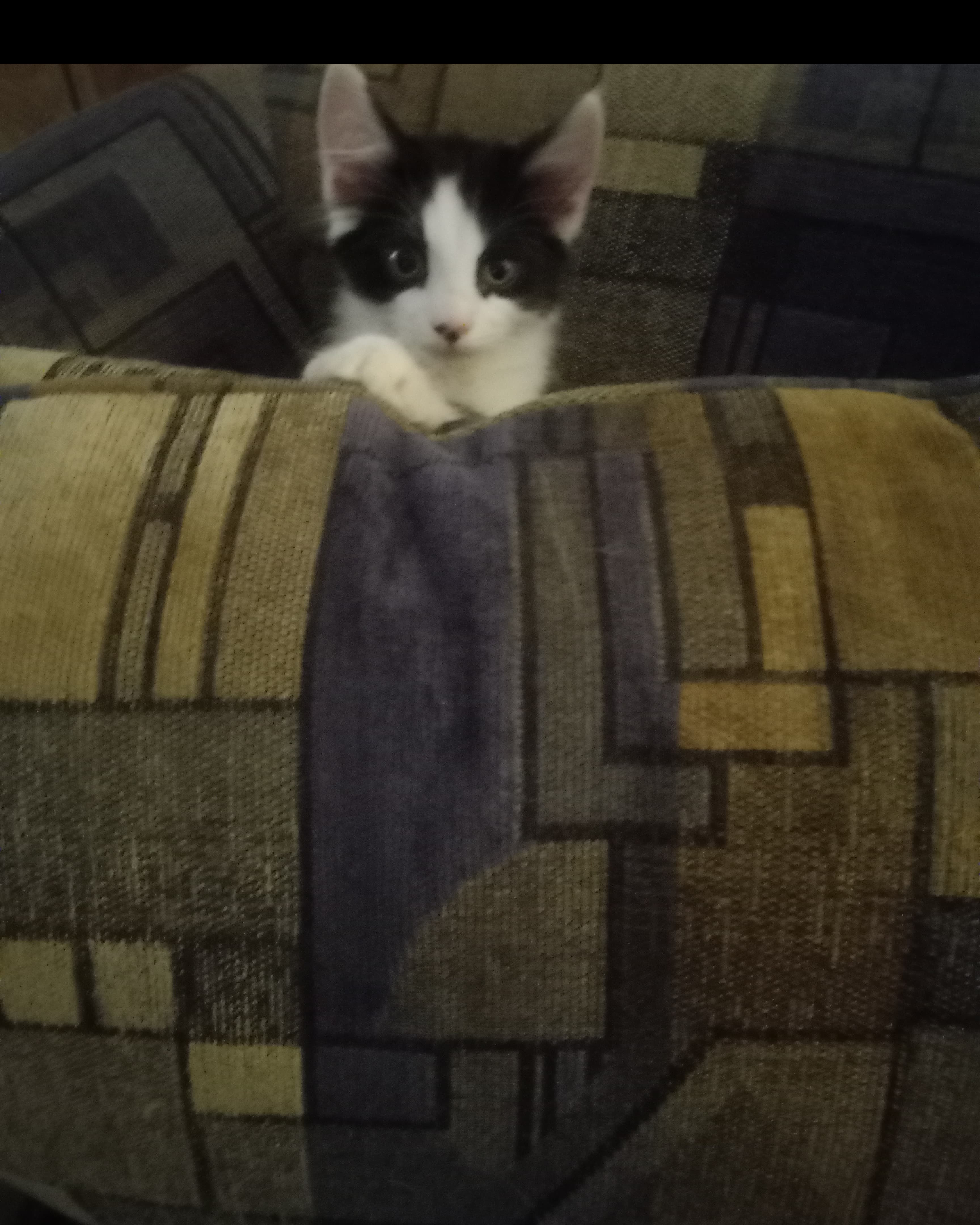 Bandit