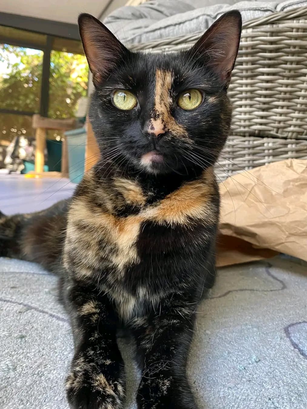 DDcat