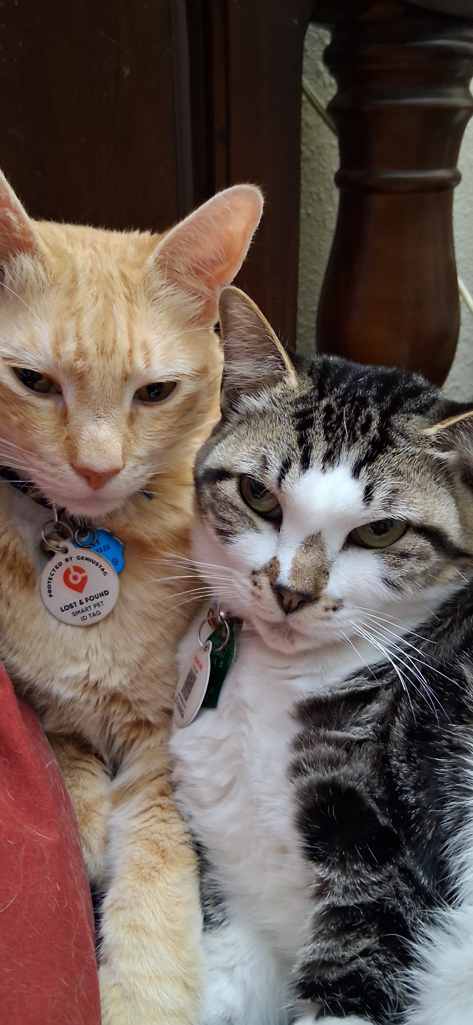 Dunkin doodle and caley