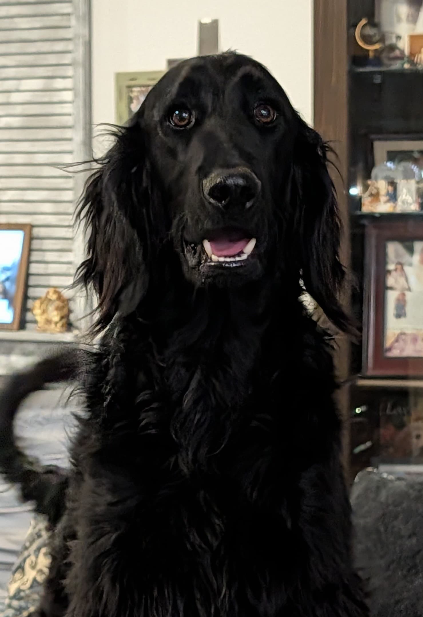 Duke