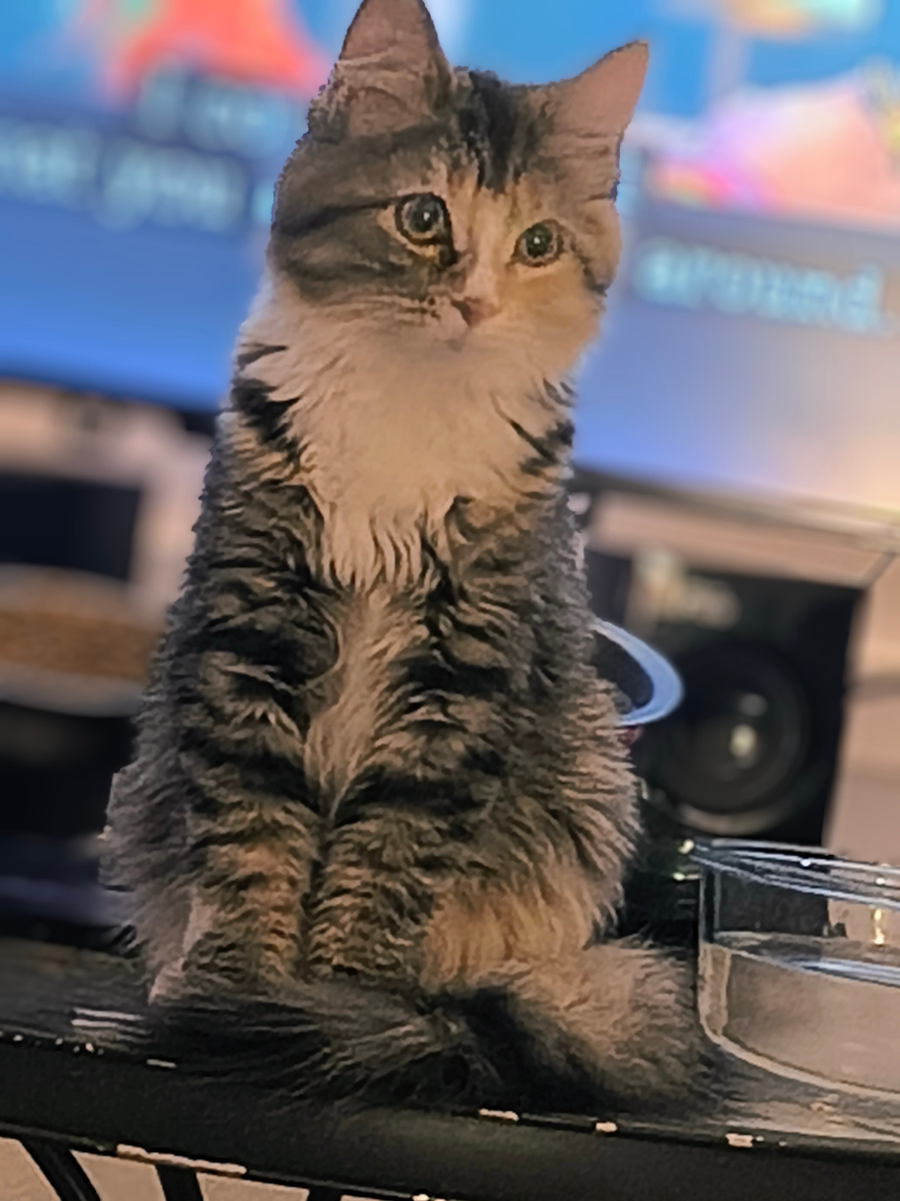 Nika