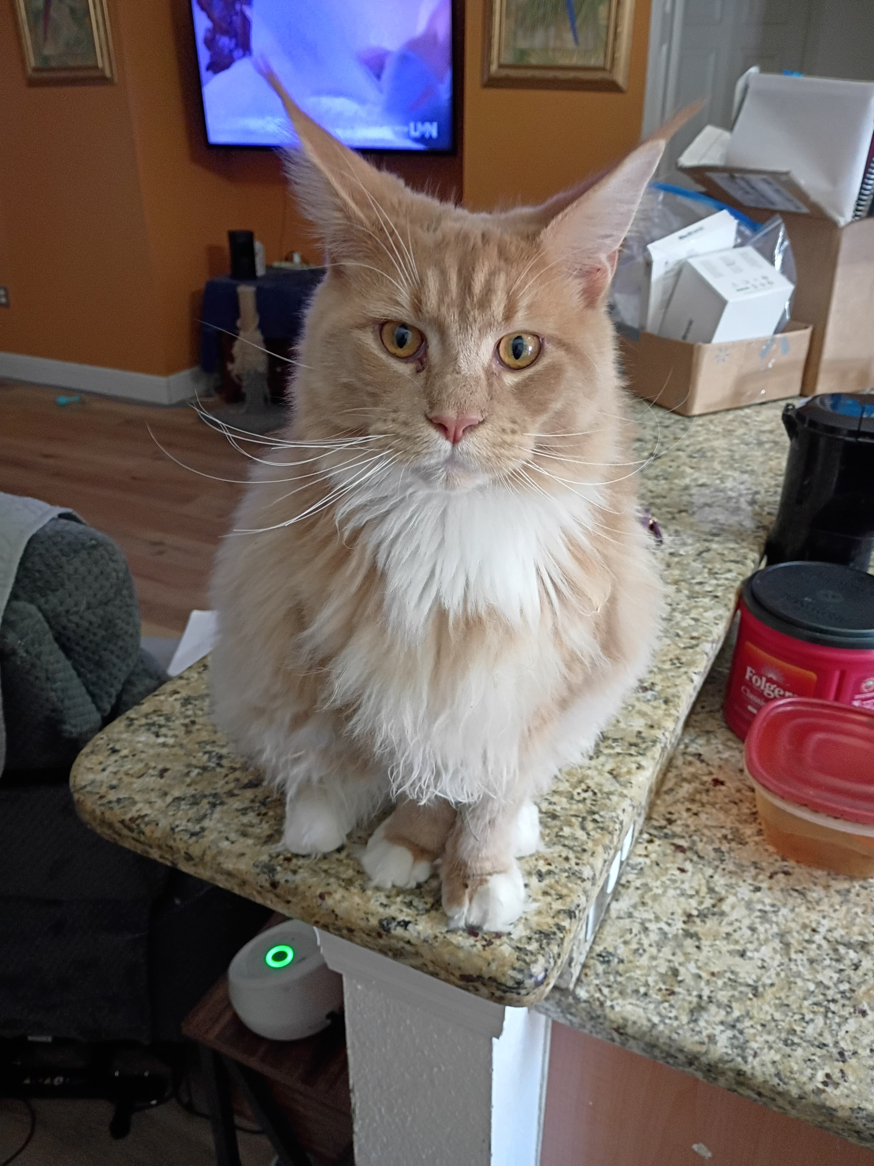 Gizmo