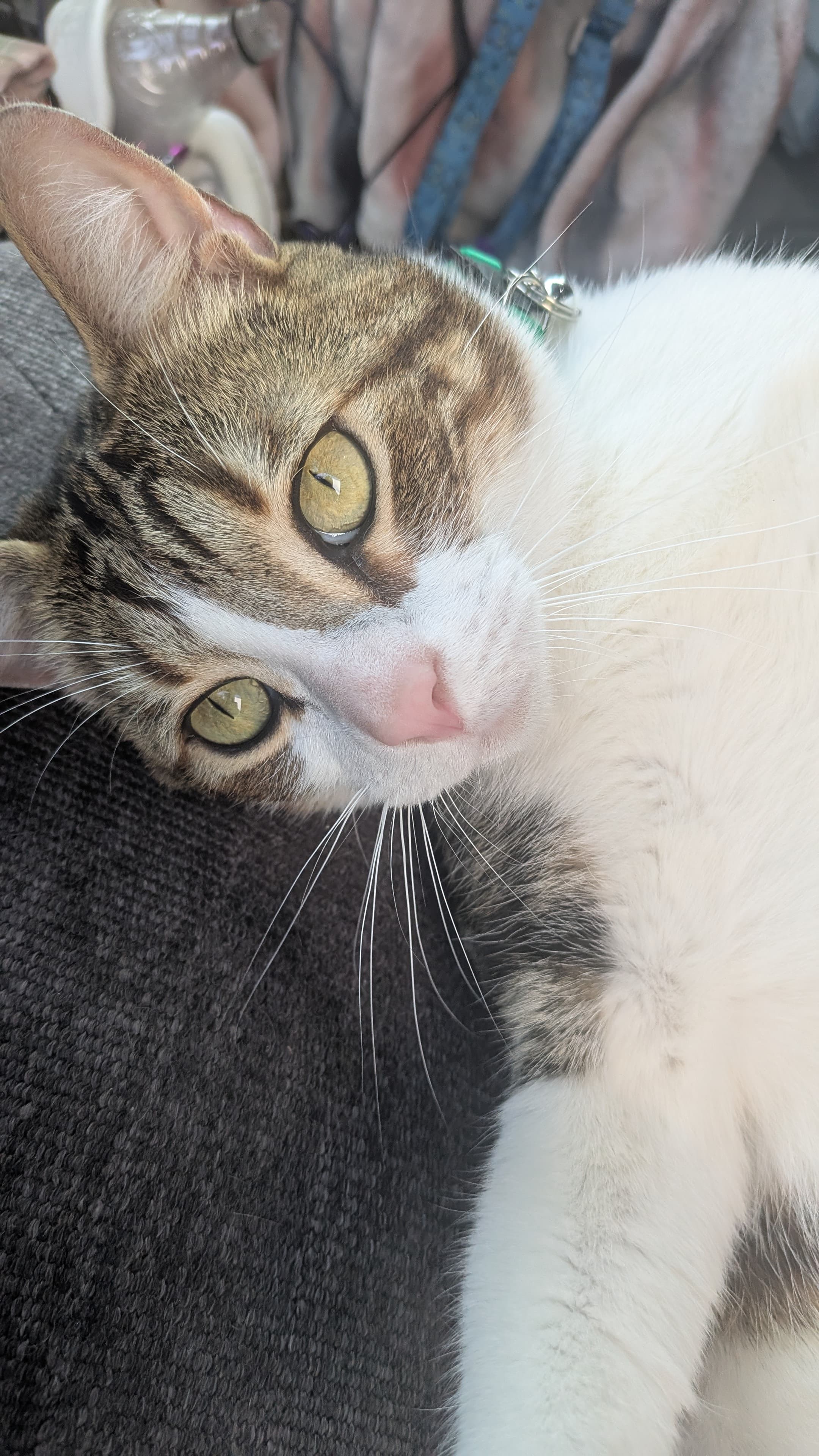 Milo