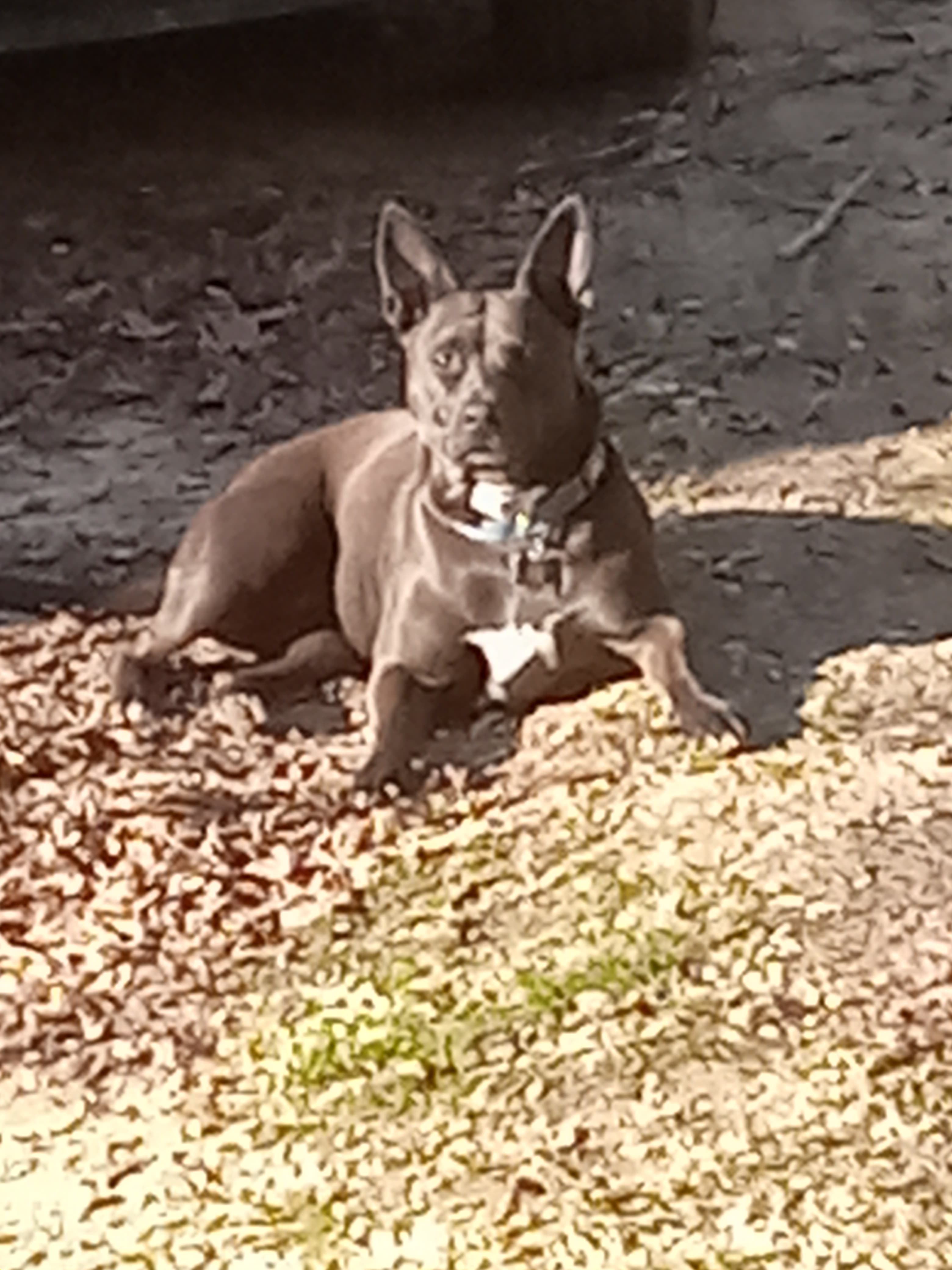 Roxie