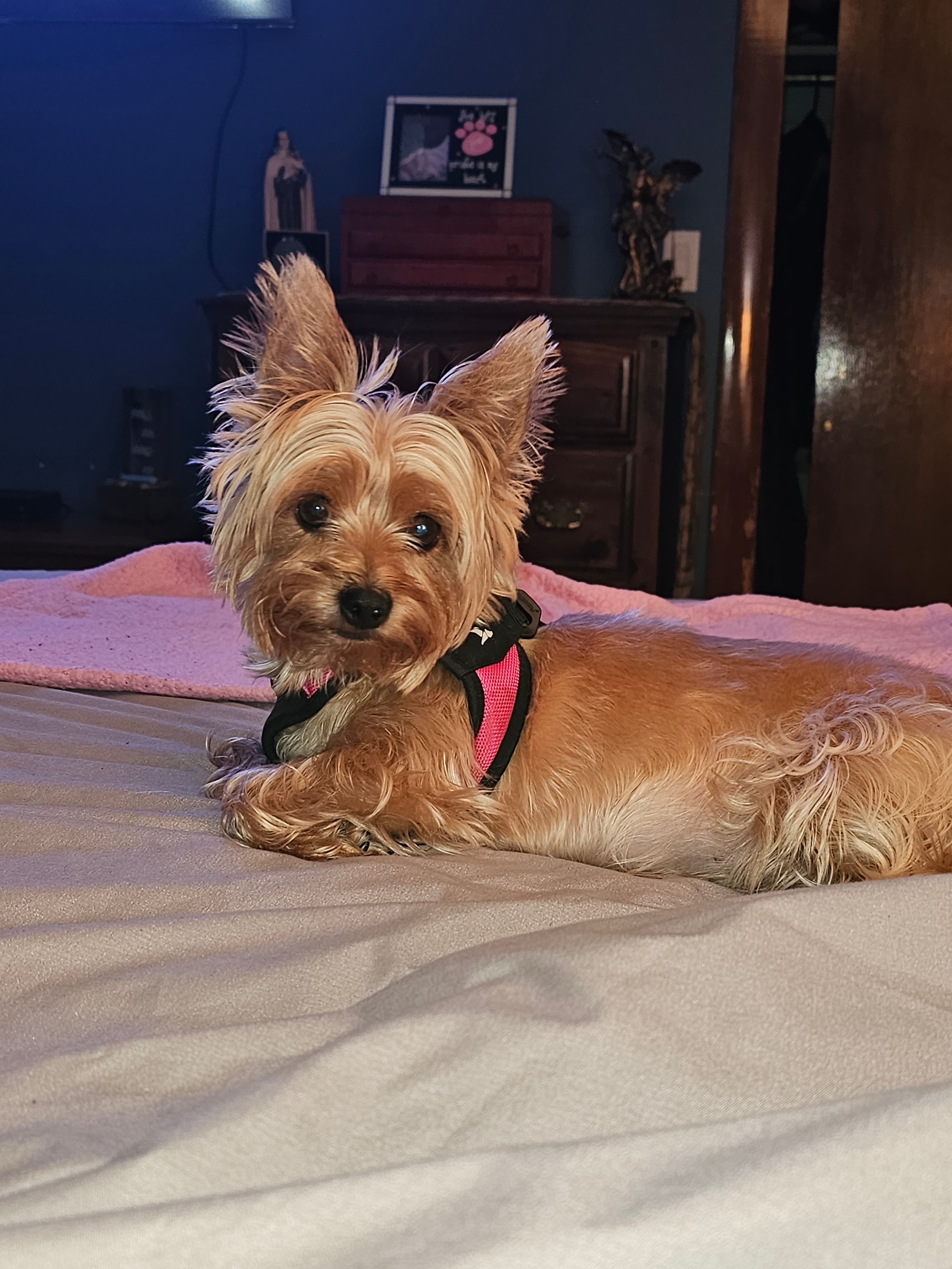 Sophia