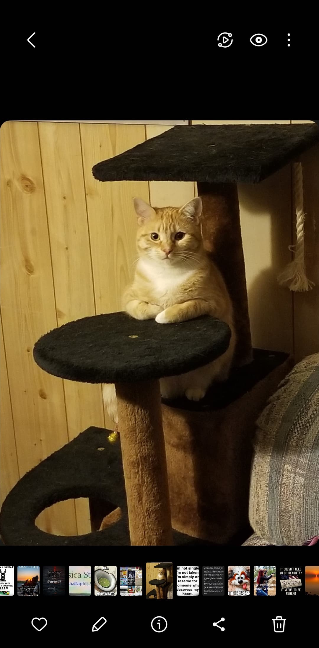 Bella