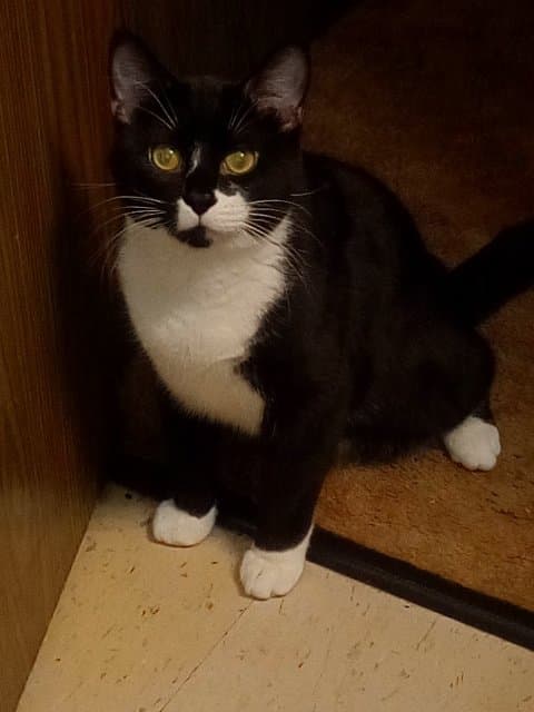 Oreo