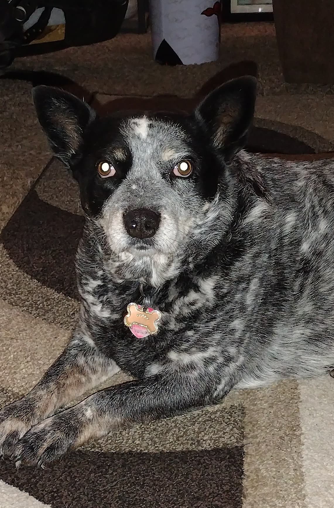 Trixie