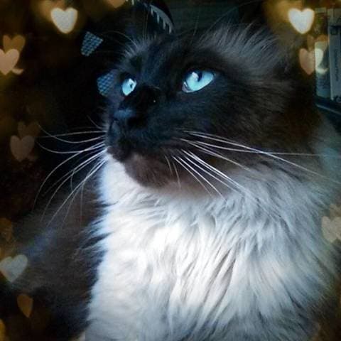 Simon