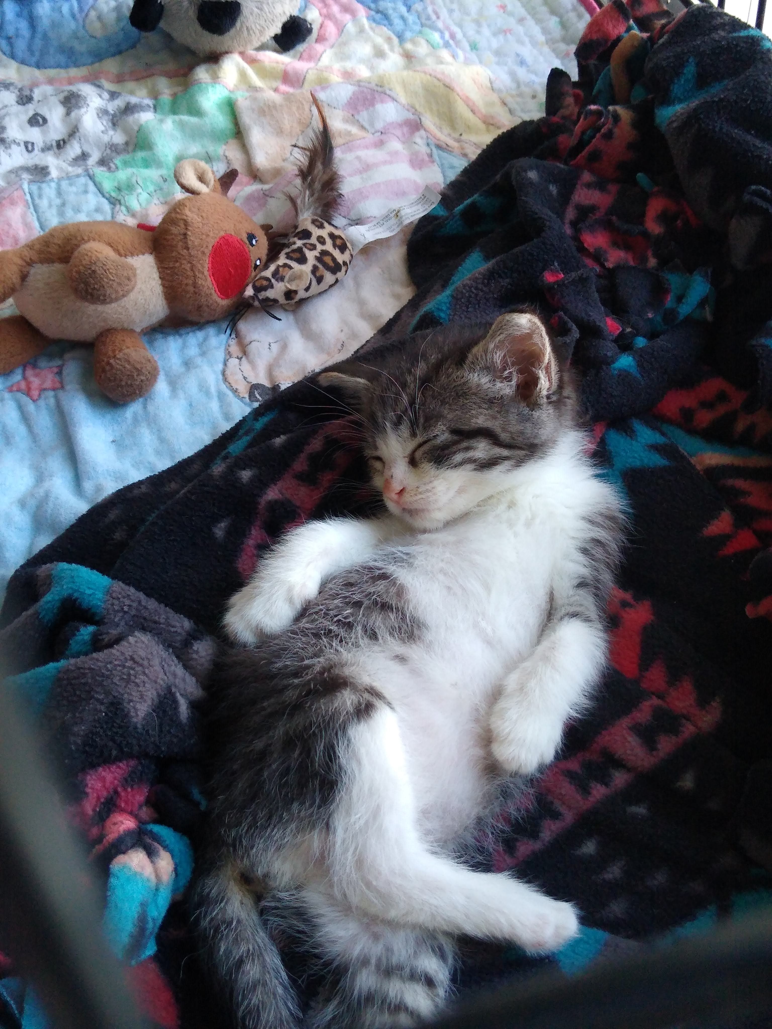 Squeak