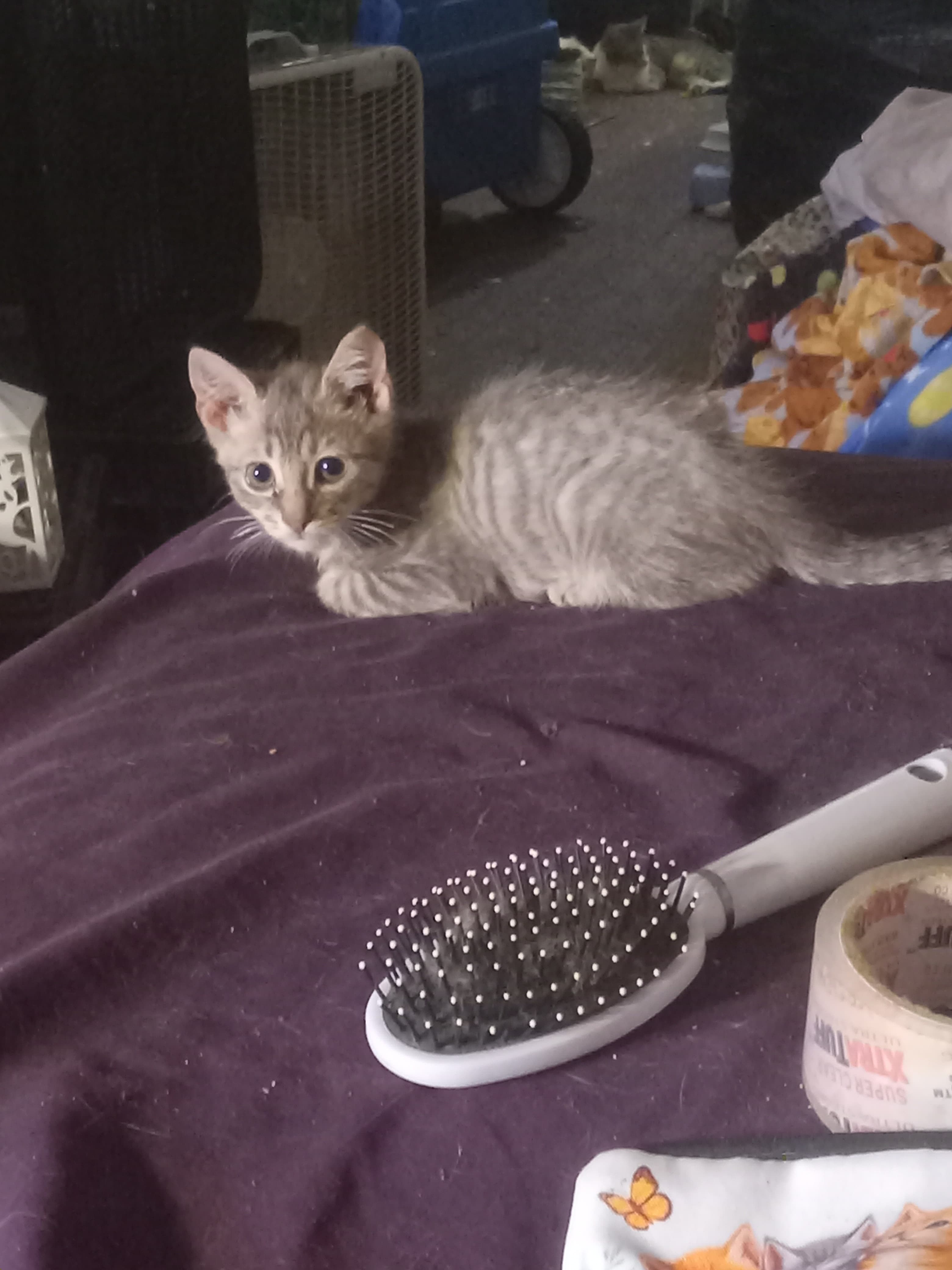 Squirt