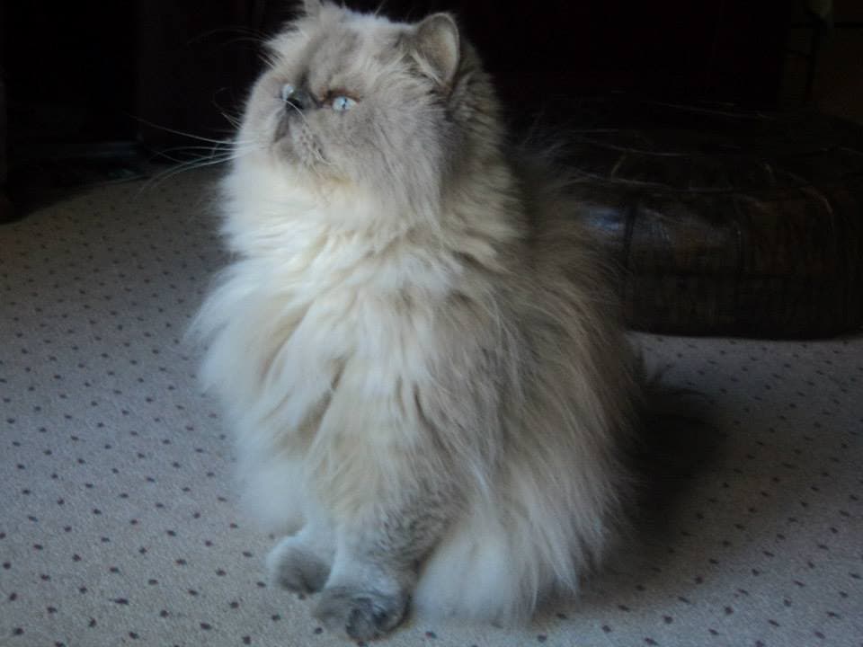 LEO