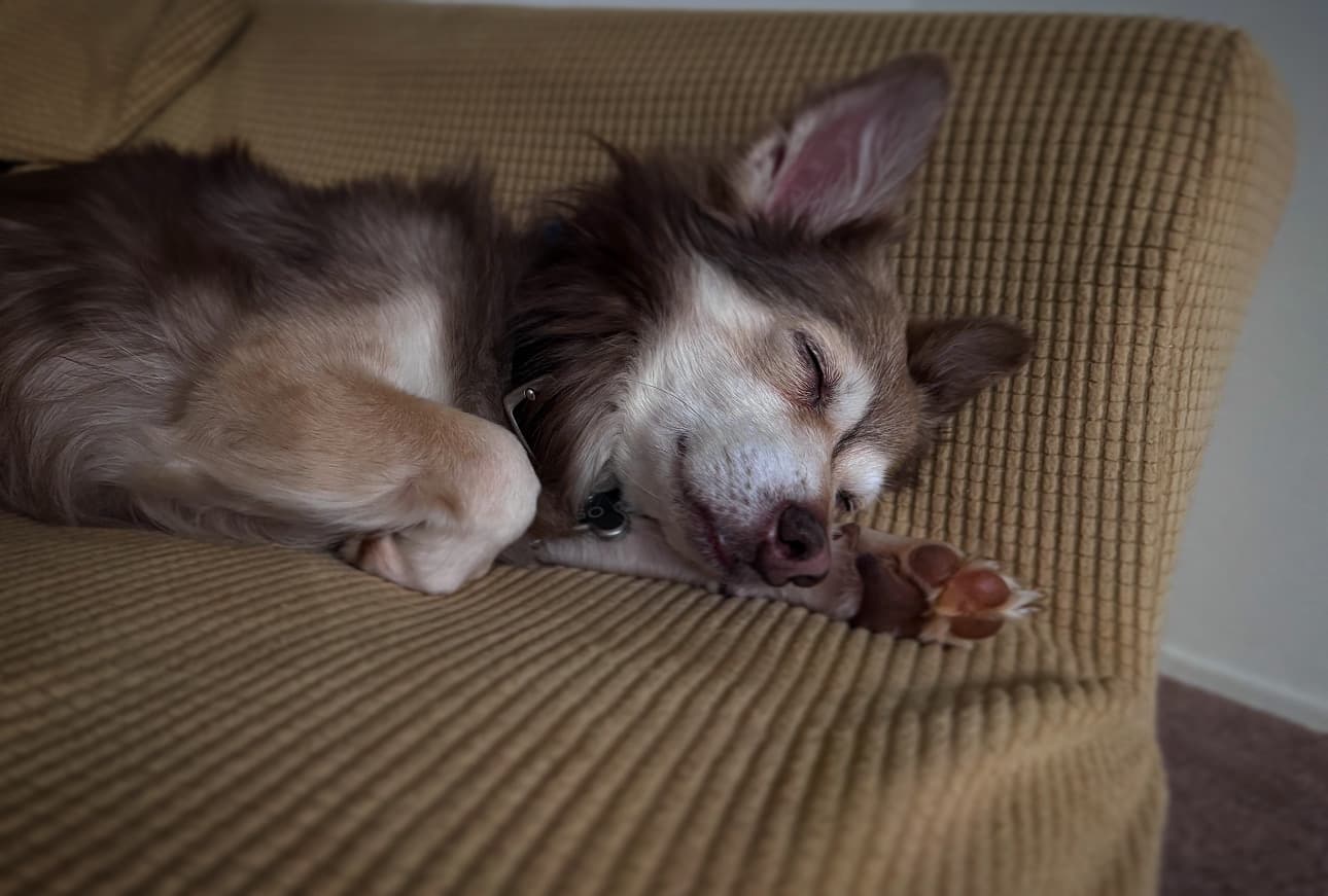 Ringo