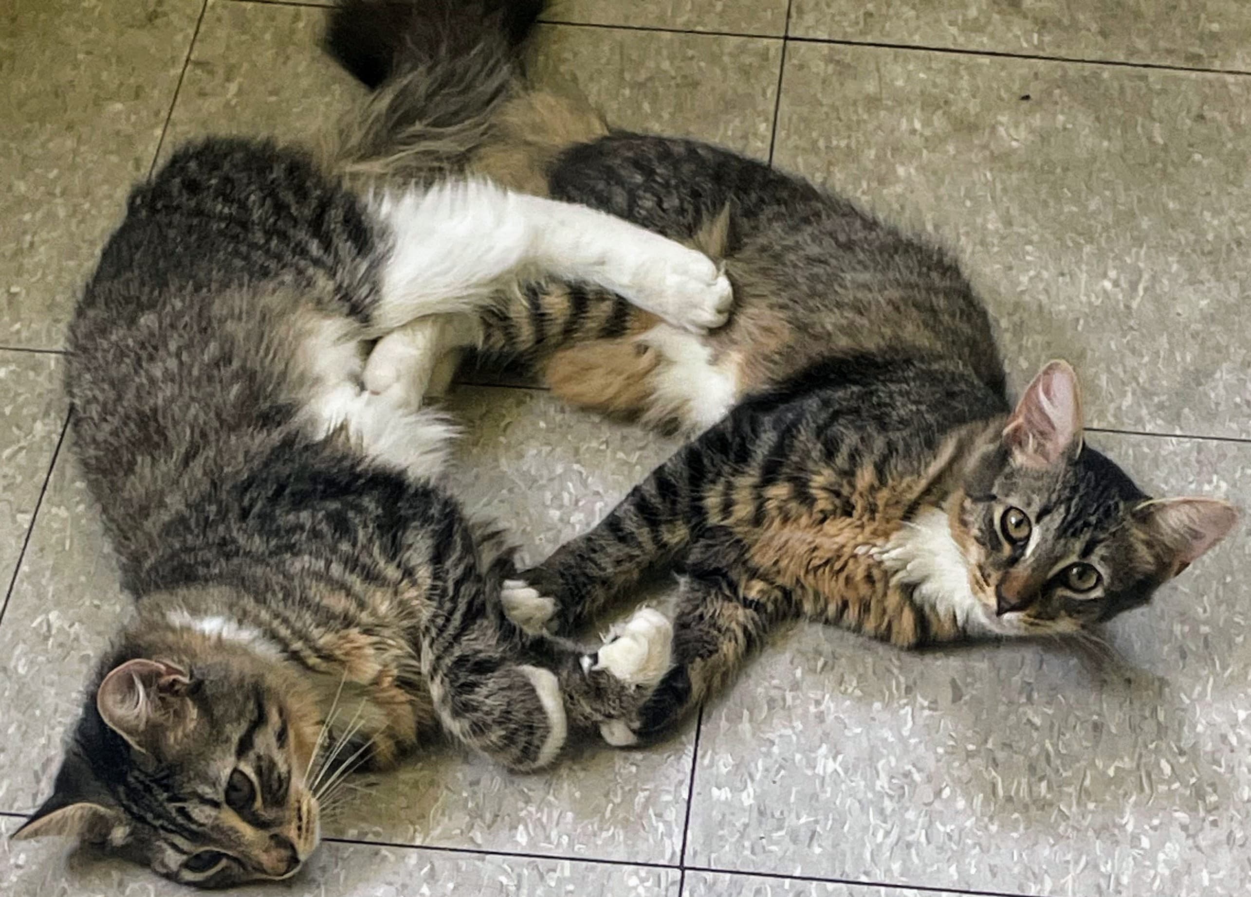 Gizmo n Dora Laura