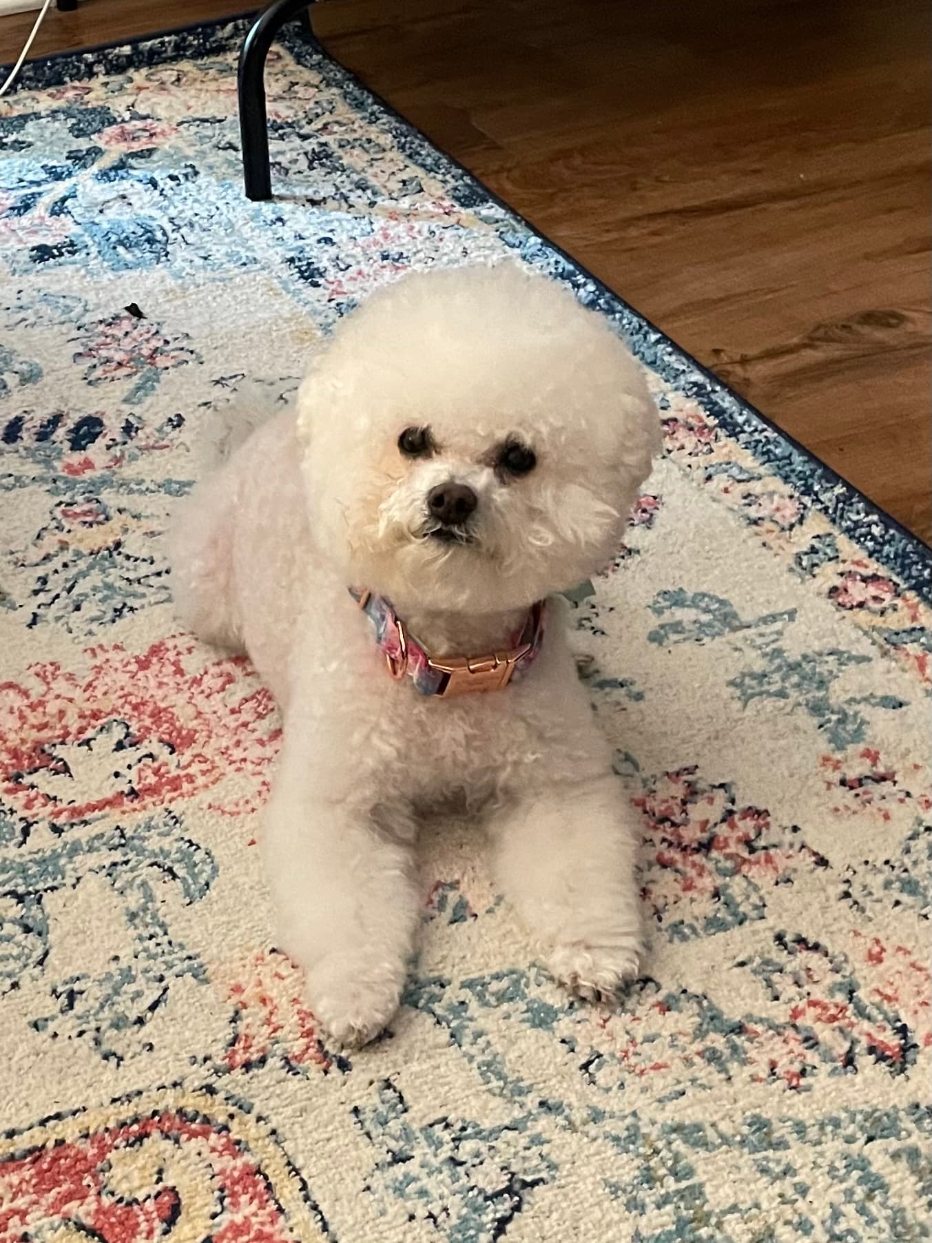 Bella