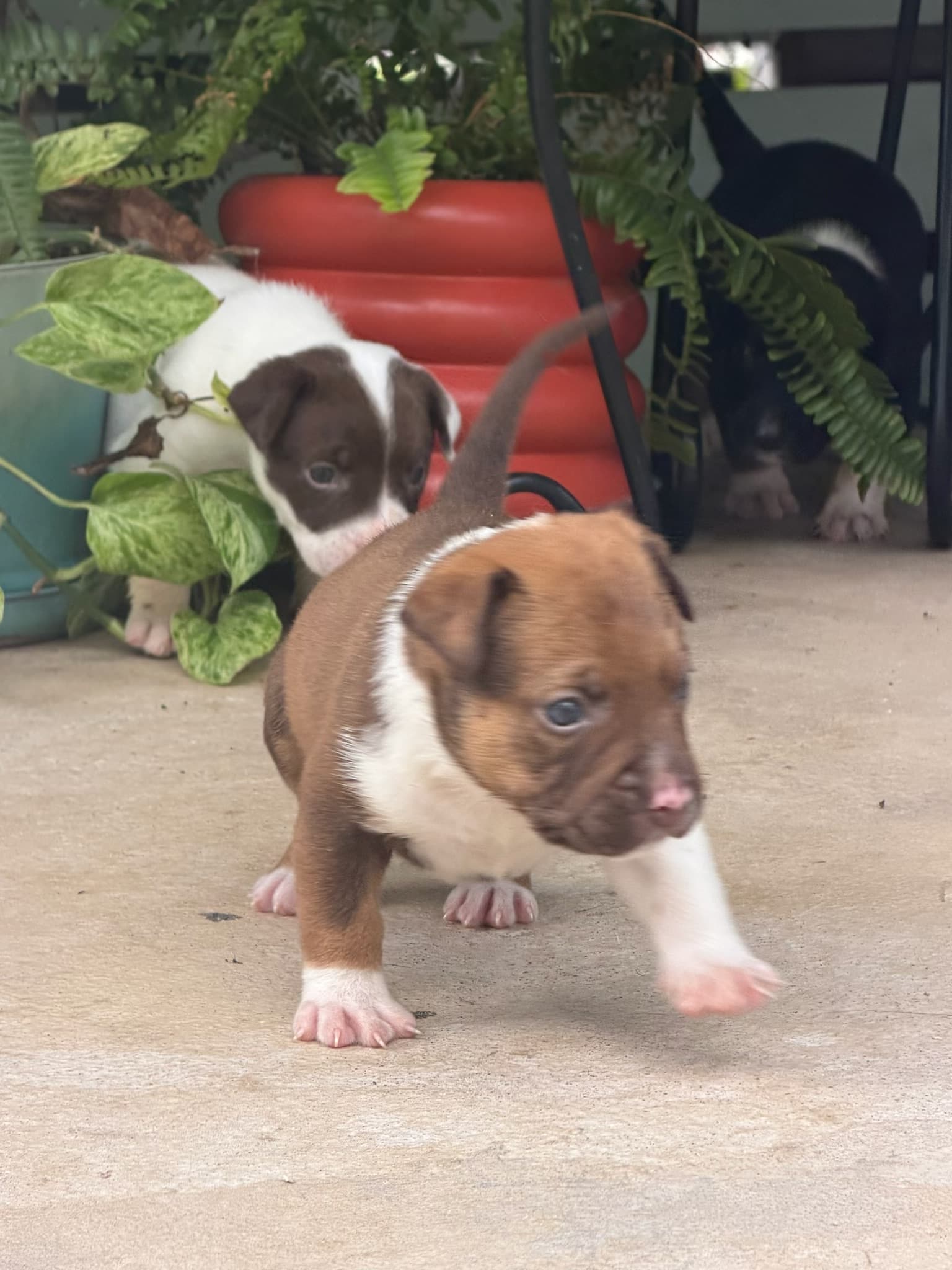 Puppy