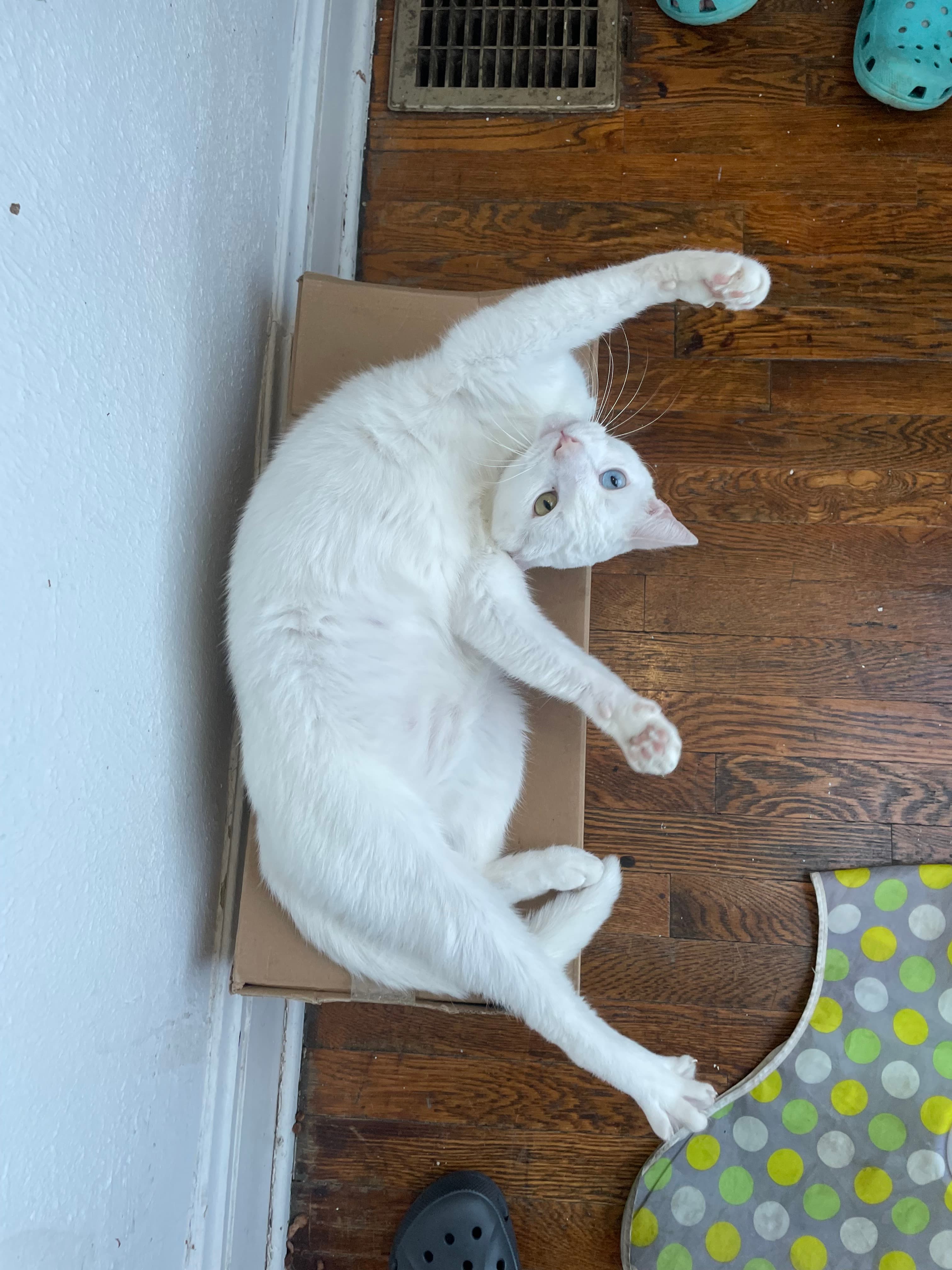 Falkor