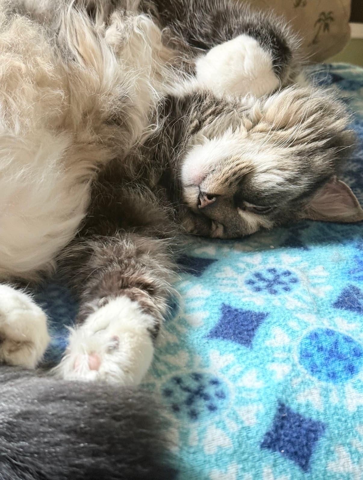 Penny