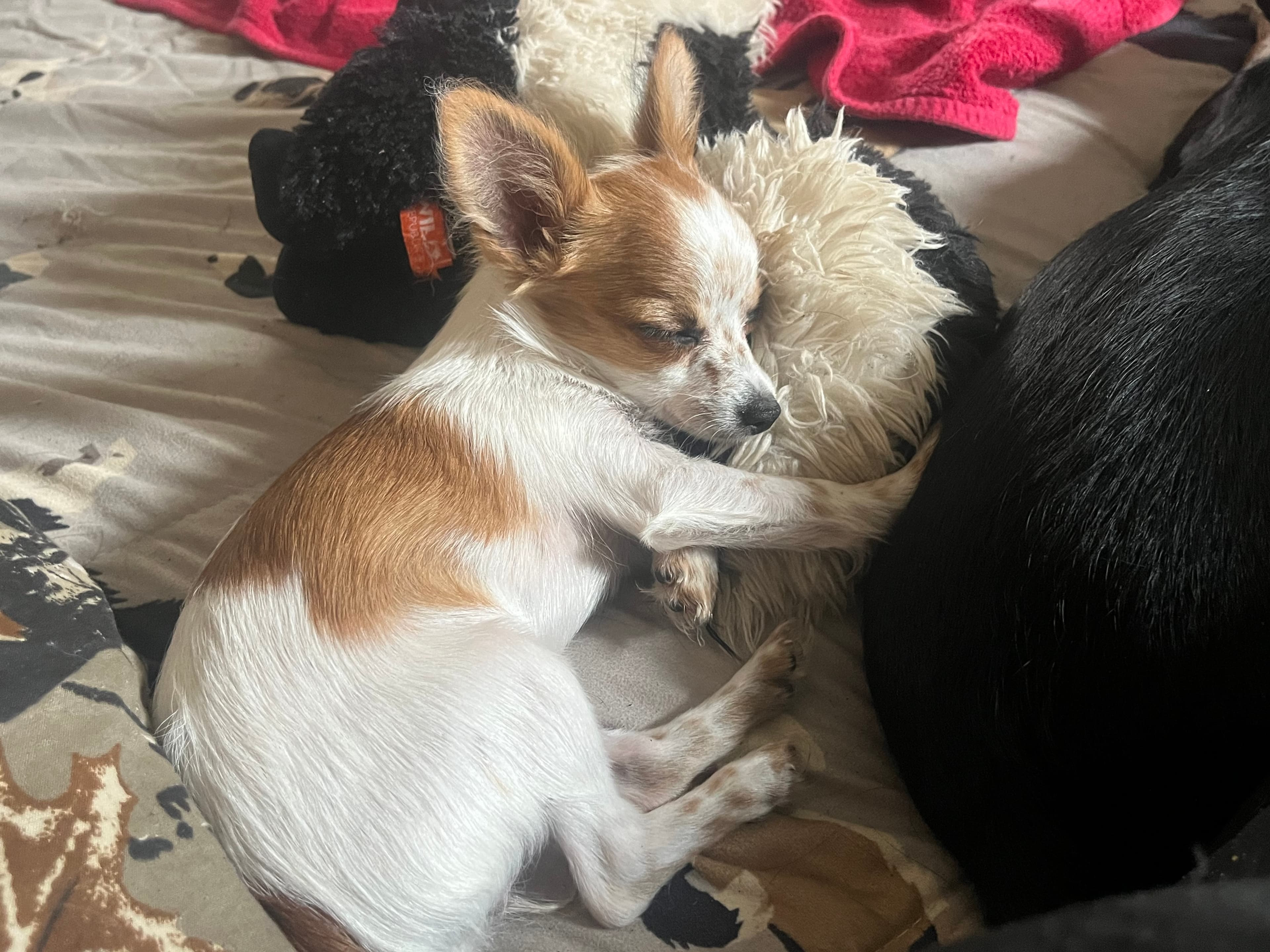 Foxy